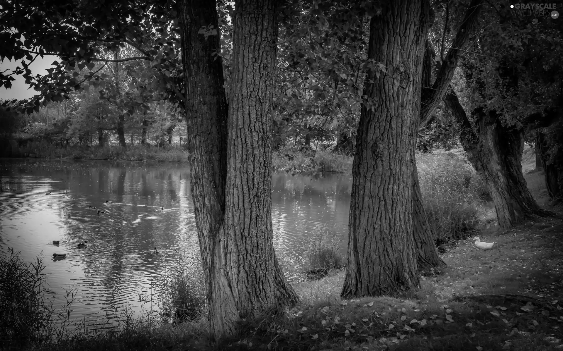 trees, Pond - car, Leaf, autumn, viewes, ducks