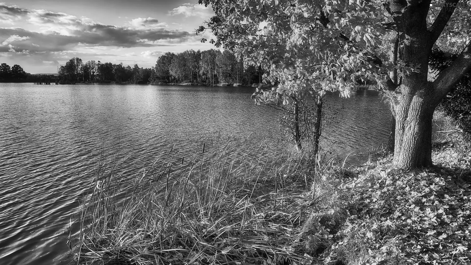 viewes, lake, Leaf, trees, autumn, Yellow, grass