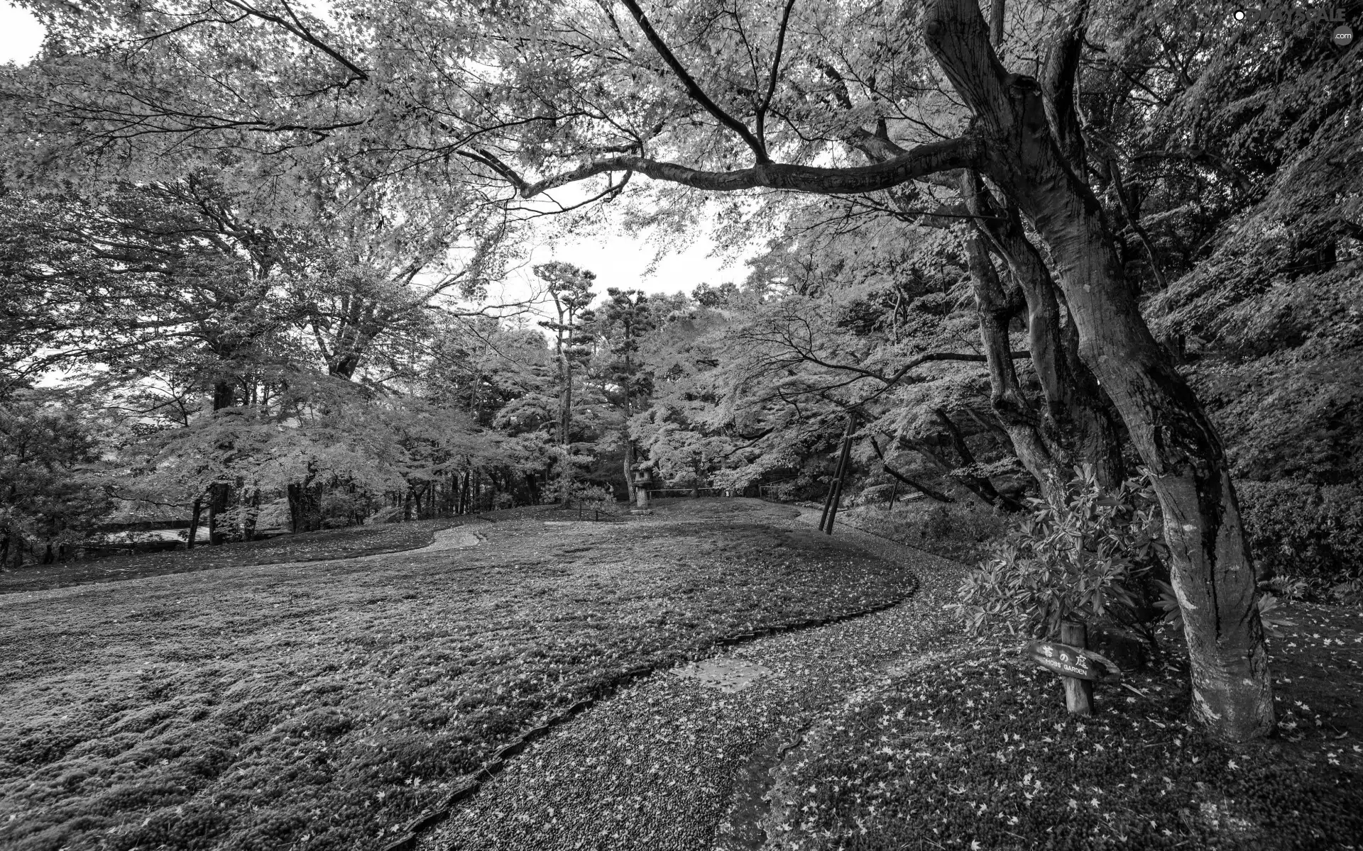 viewes, Park, Leaf, trees, autumn, color, lane