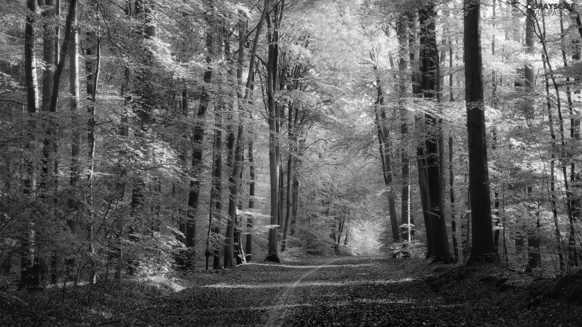 viewes, Path, Leaf, trees, forest, VEGETATION, autumn