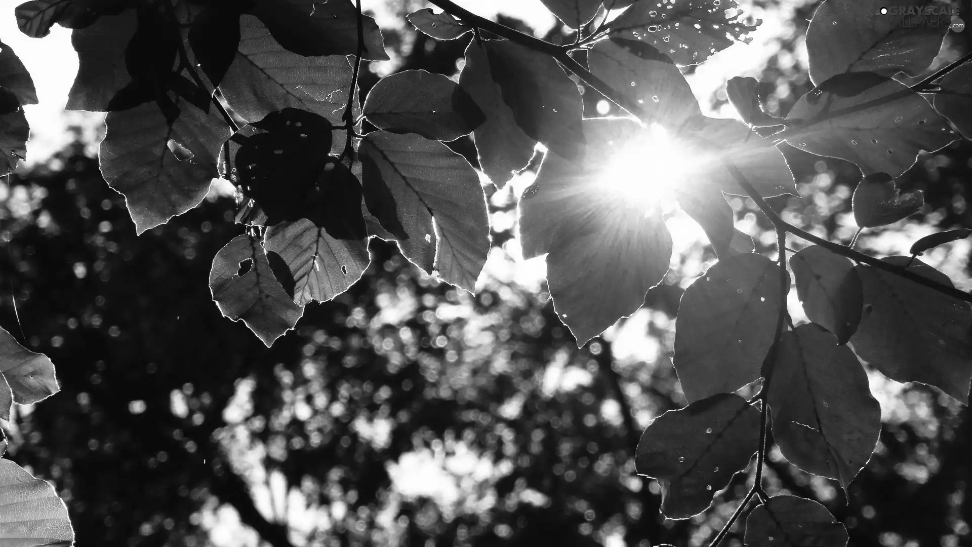 trees, sun, Leaf