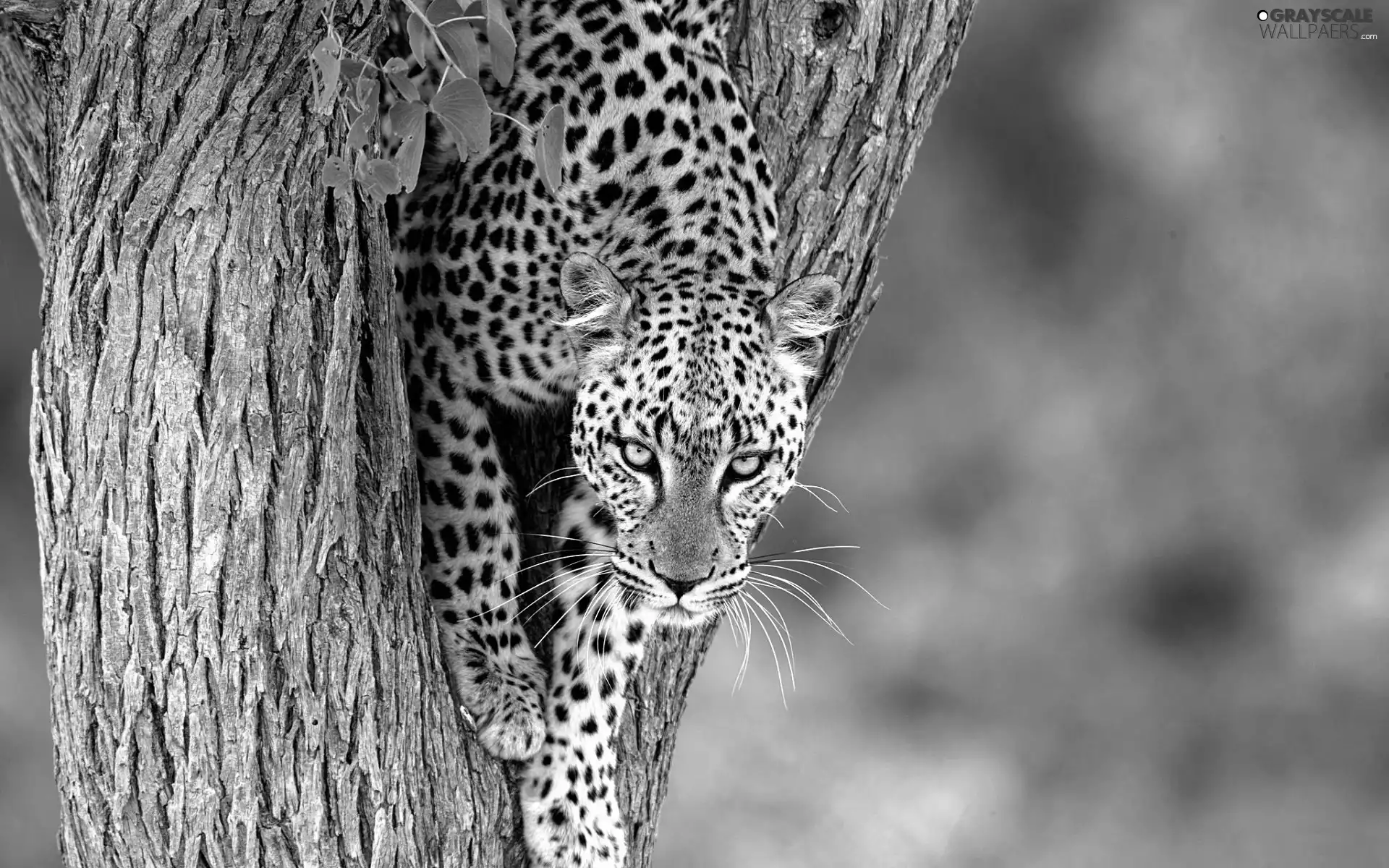 Leopards, trees