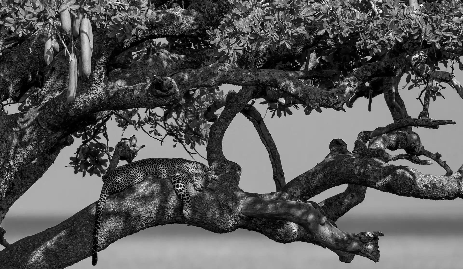 Leopards, trees