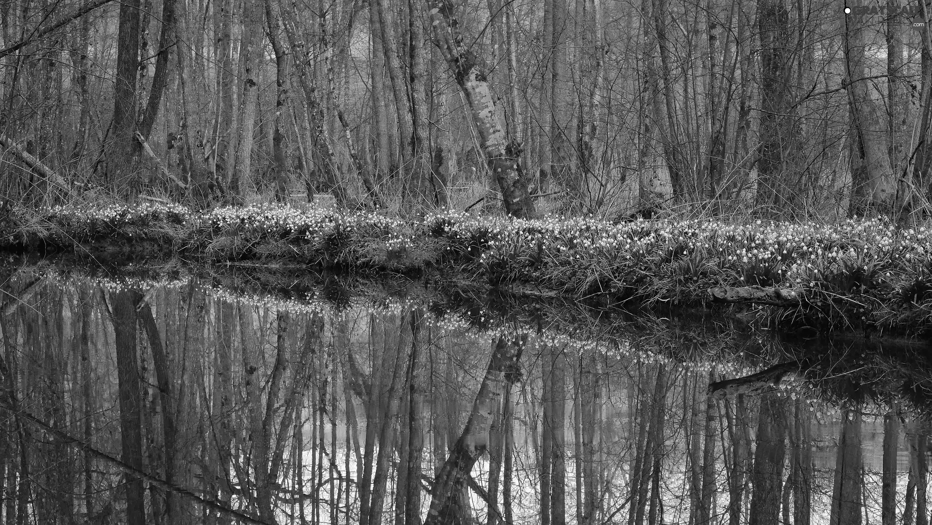 viewes, forest, Leucojum, trees, Spring, Flowers, River