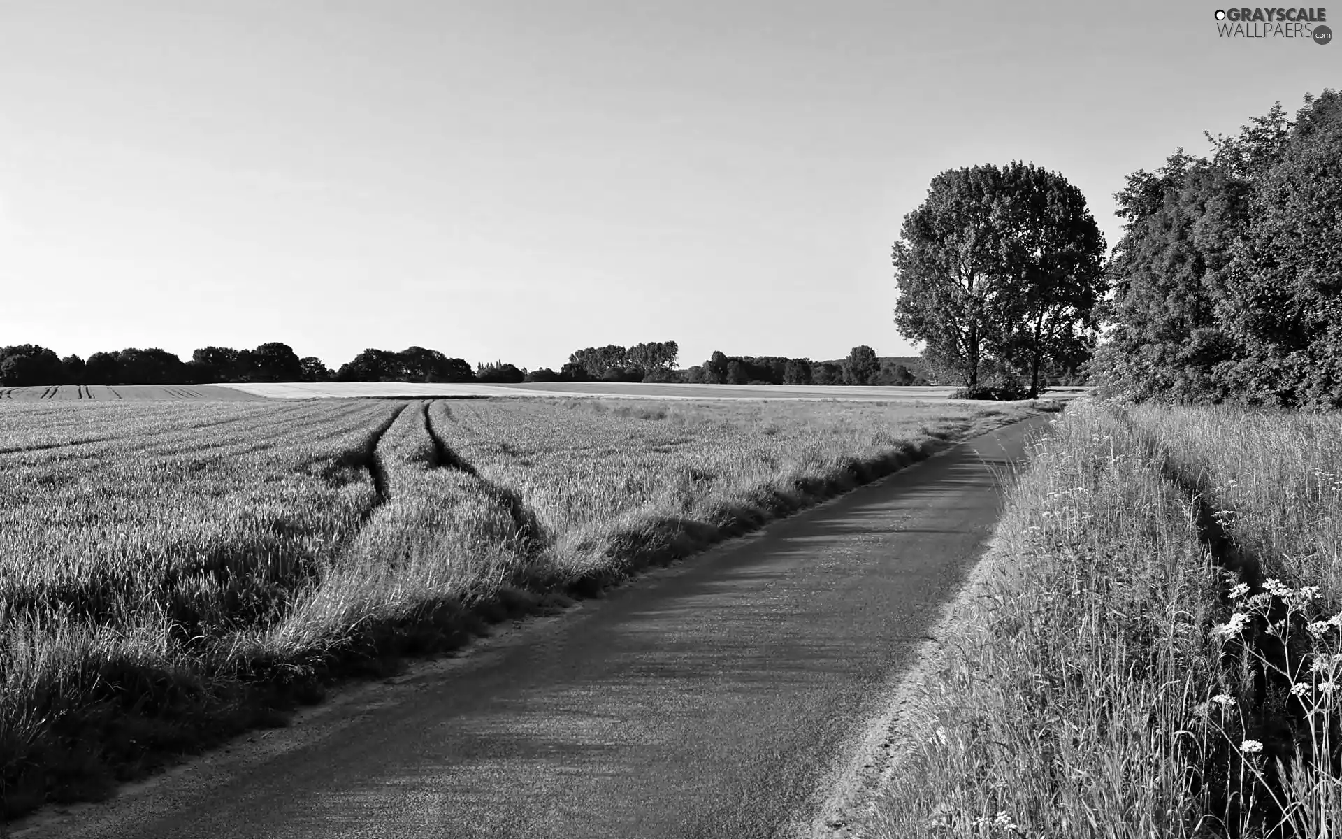 Field, Way, trees, viewes, flash, luminosity, ligh, sun, Przebijające