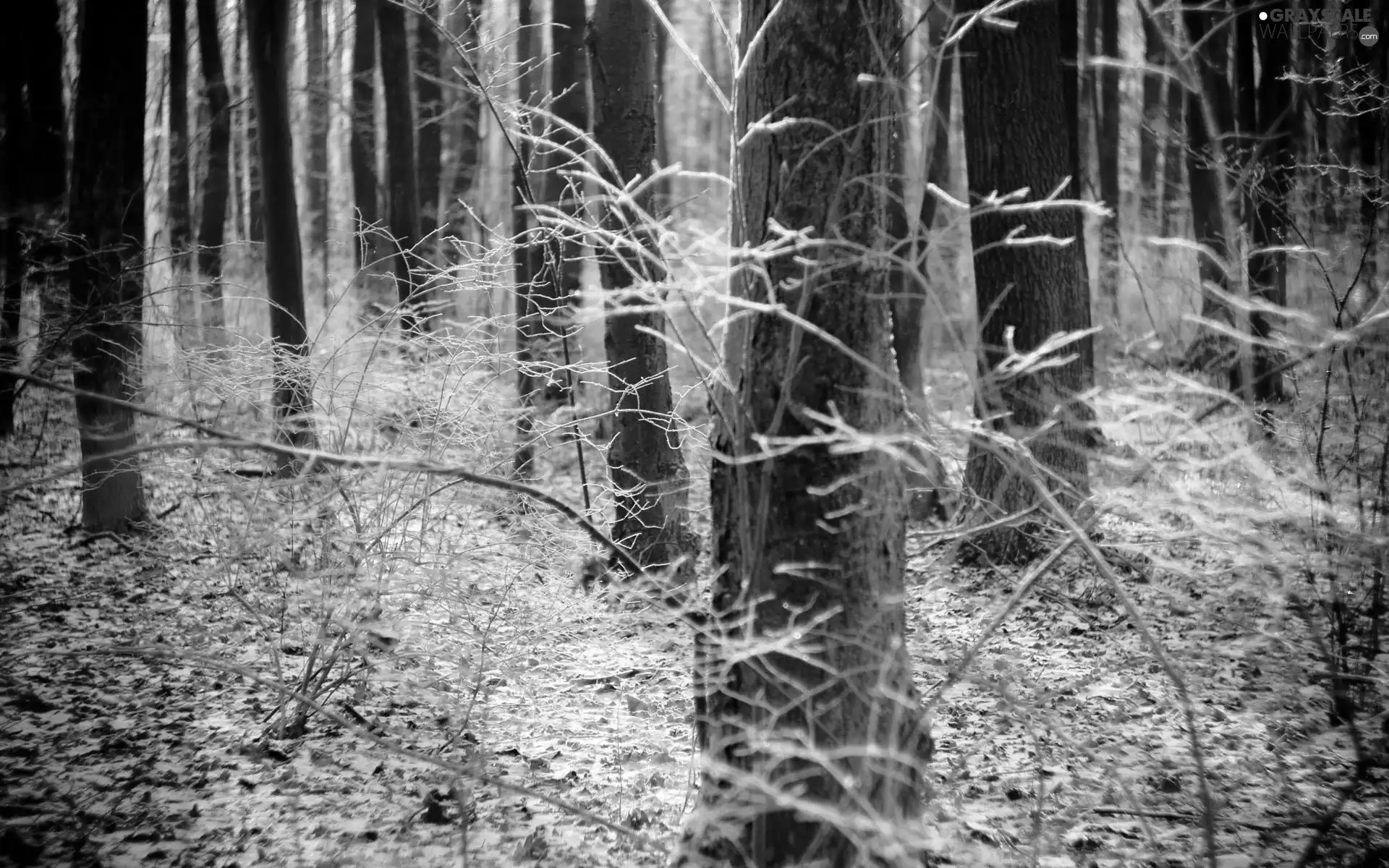 forest, autumn, trees, viewes, flash, luminosity, ligh, sun, Przebijające