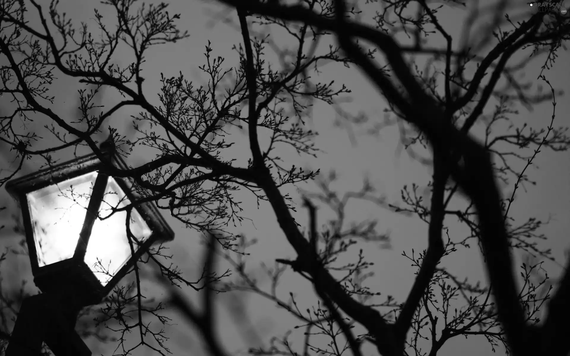 trees, Night, Lighthouse