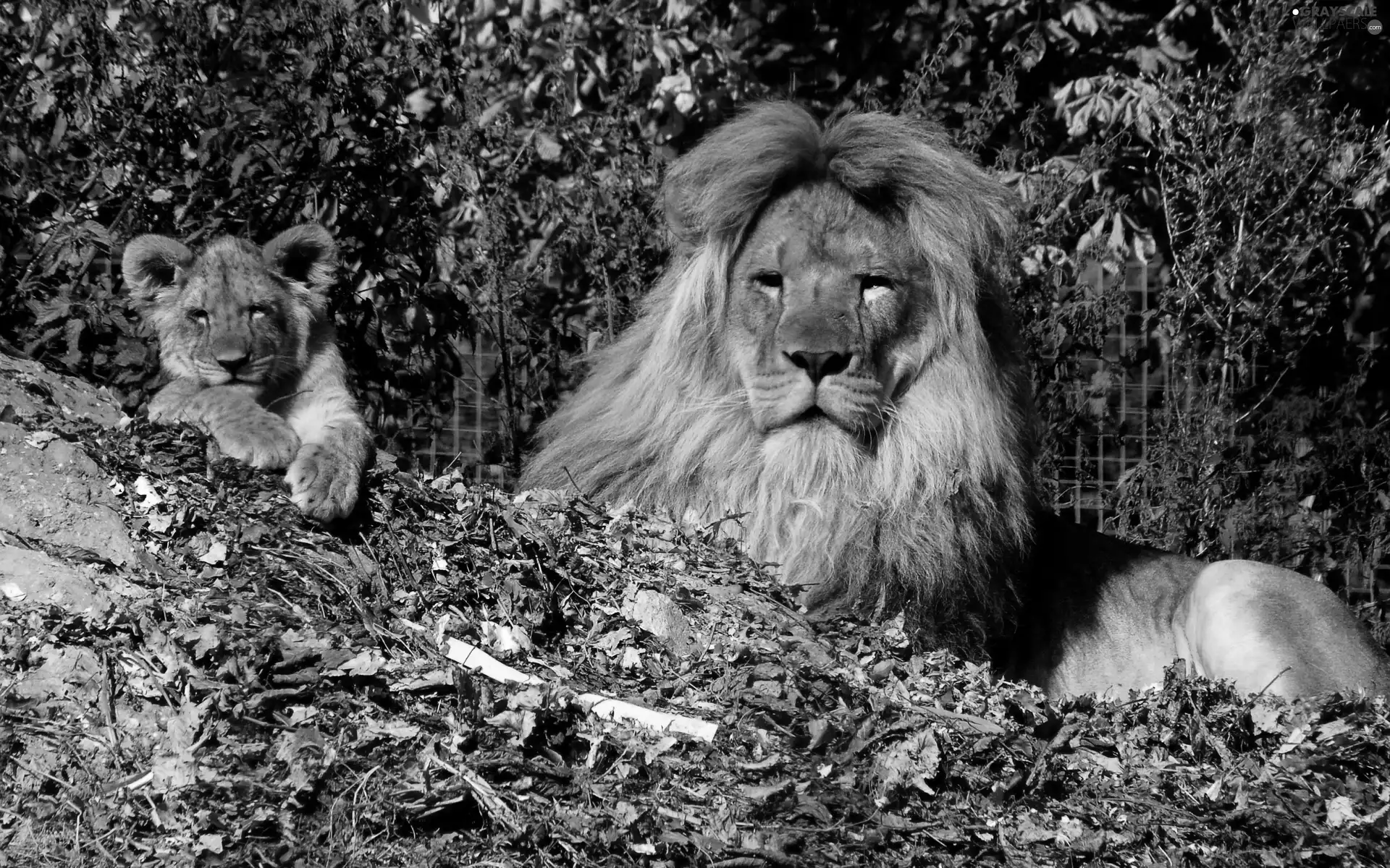 trees, Lion, lion