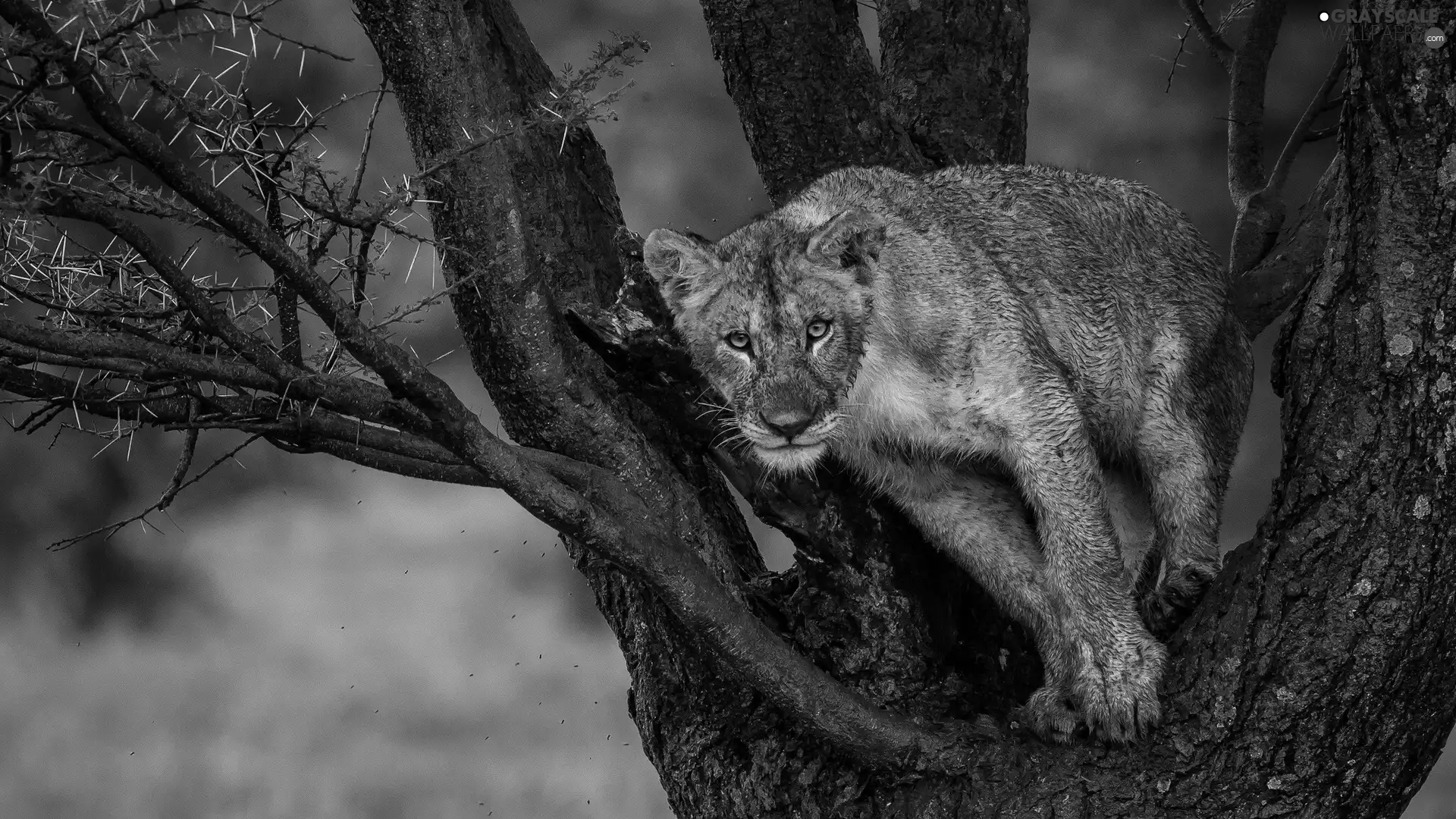 Lioness, trees