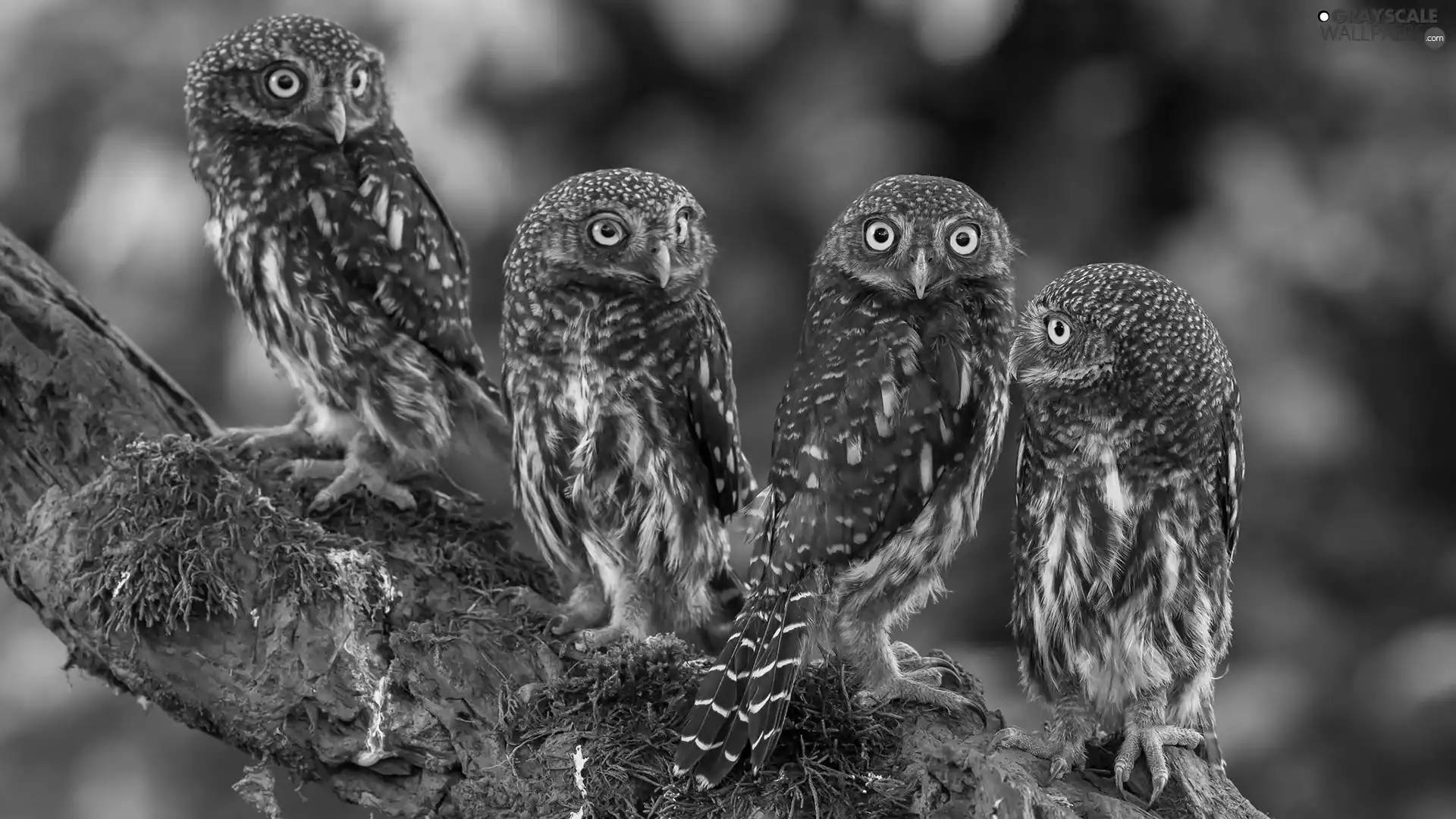 trees, Lod on the beach, Owls, Little Owl, four