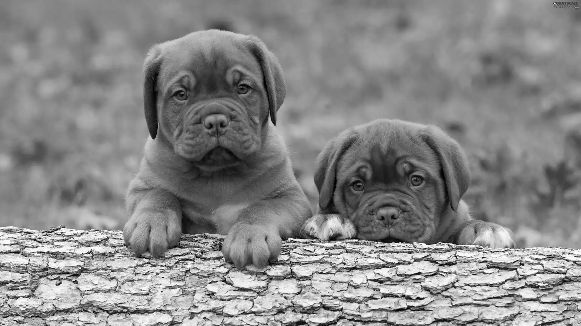 Great Danes de Bordeaux, Two cars, little doggies