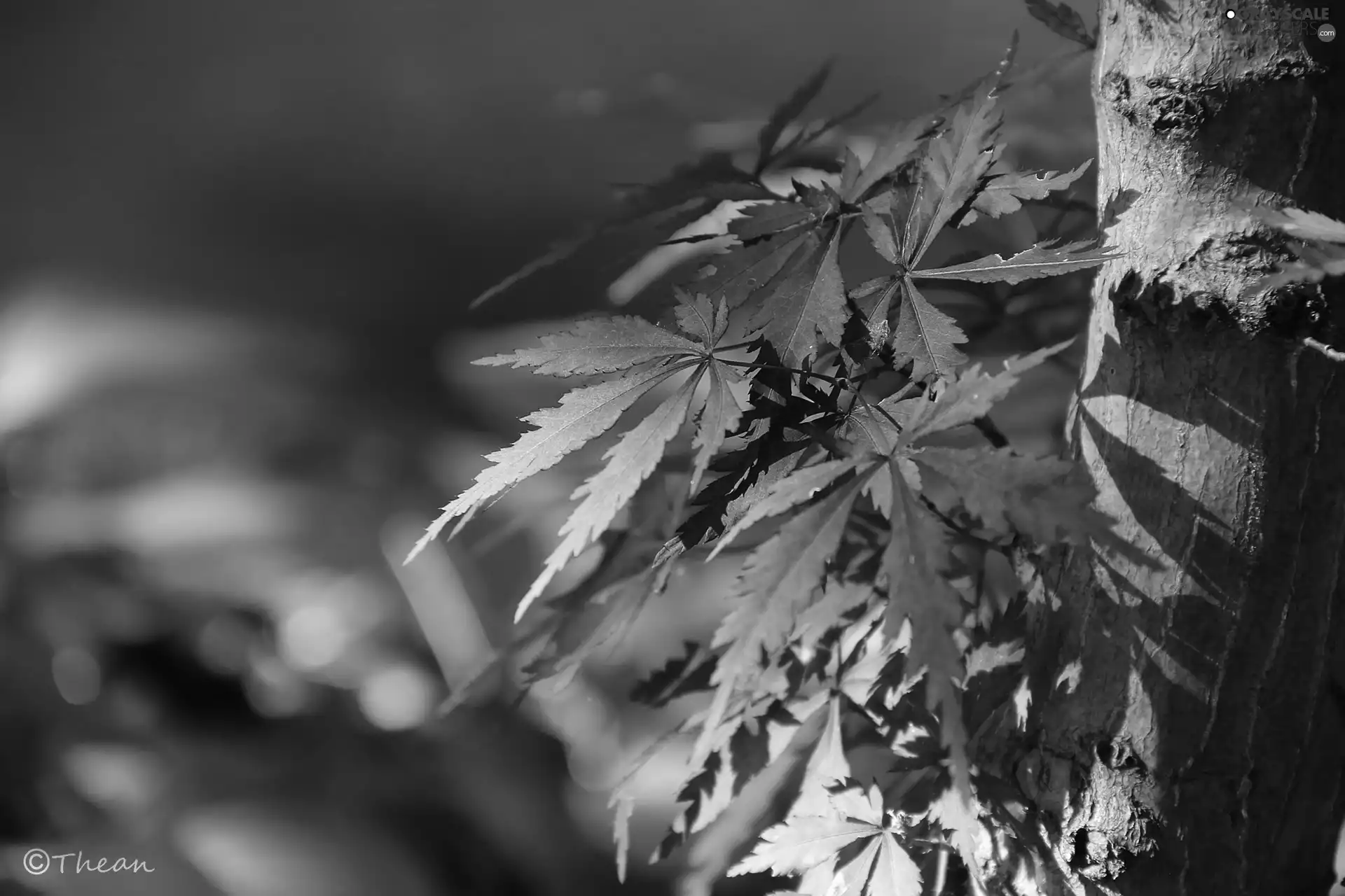 Leaf, Maple Palm, trees