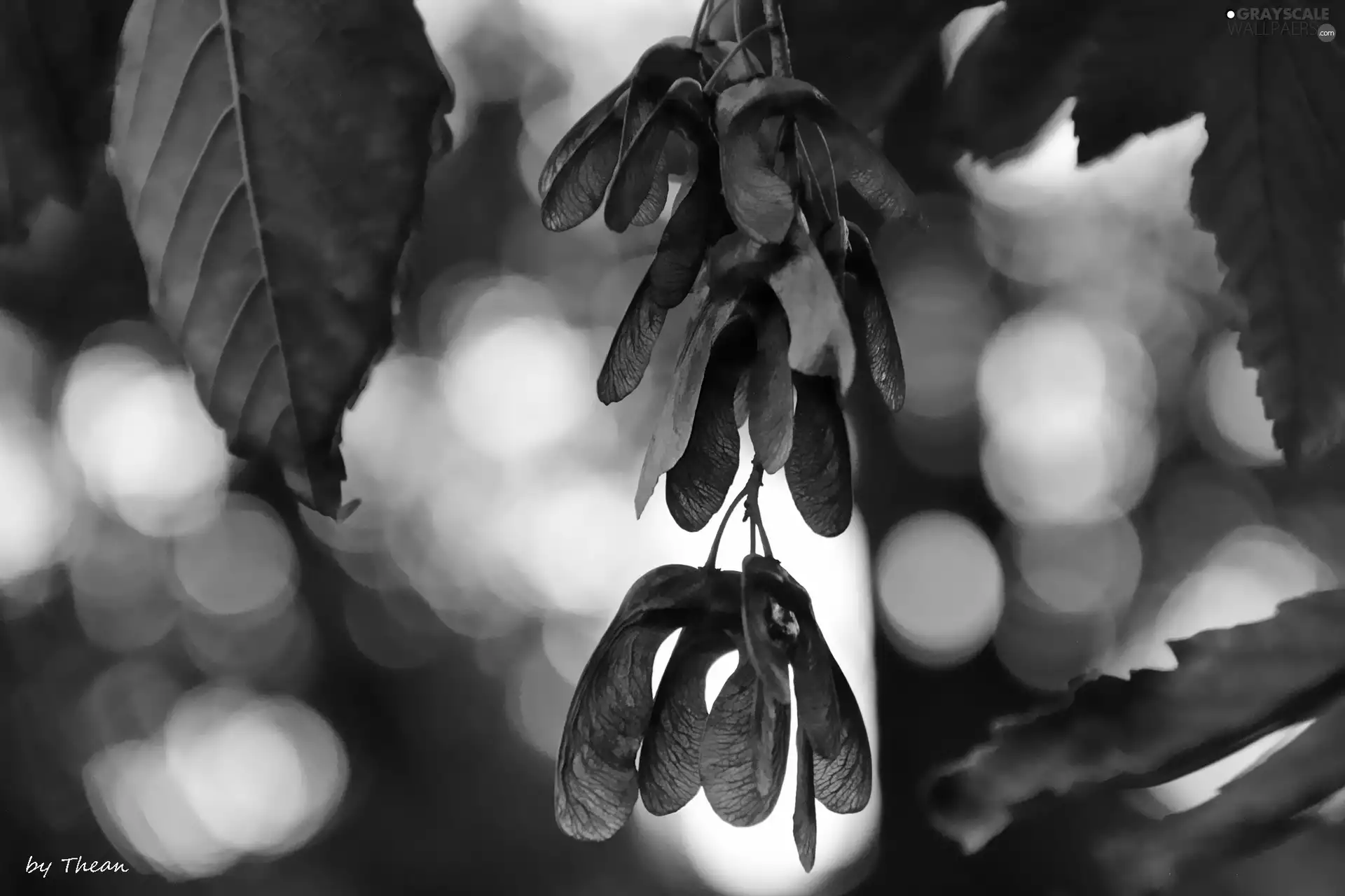 maple, trees