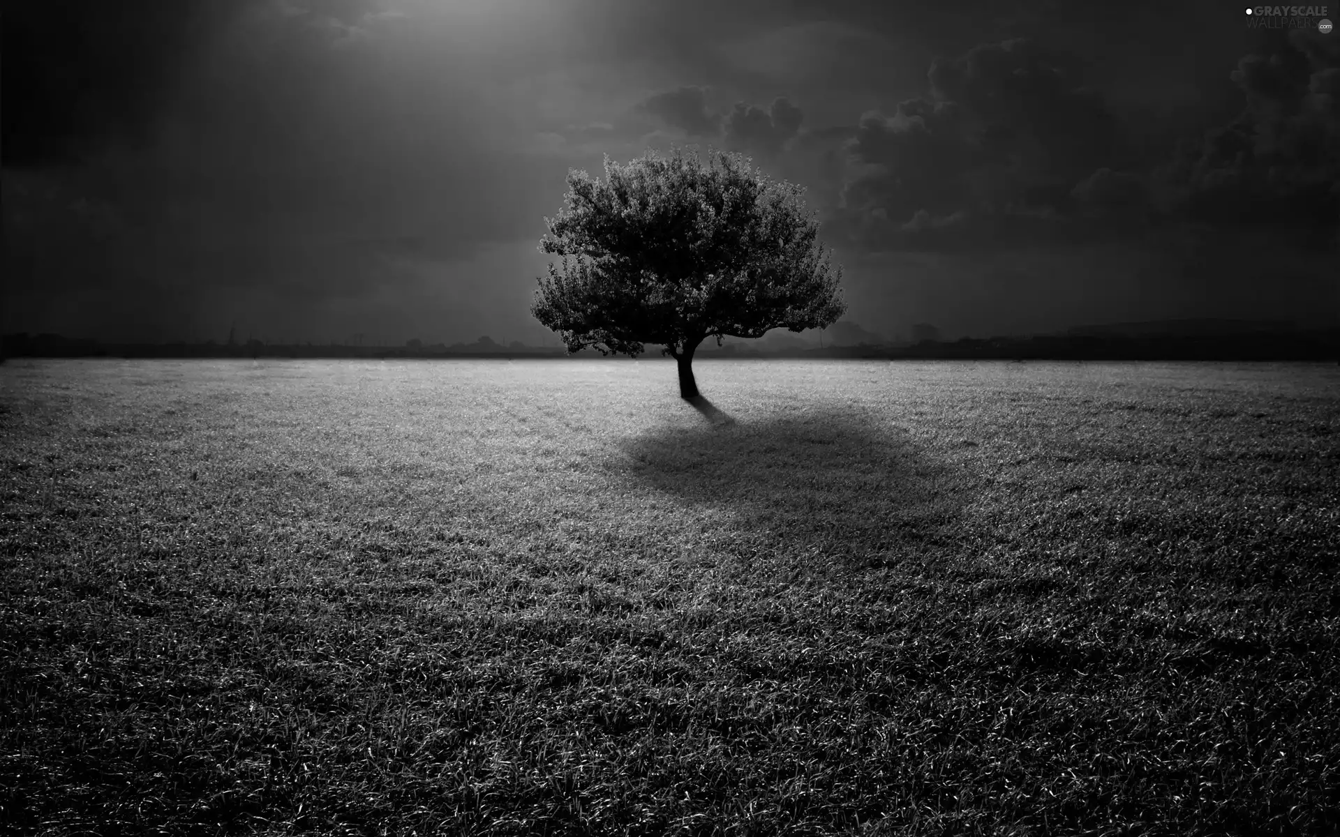 trees, clouds, Meadow