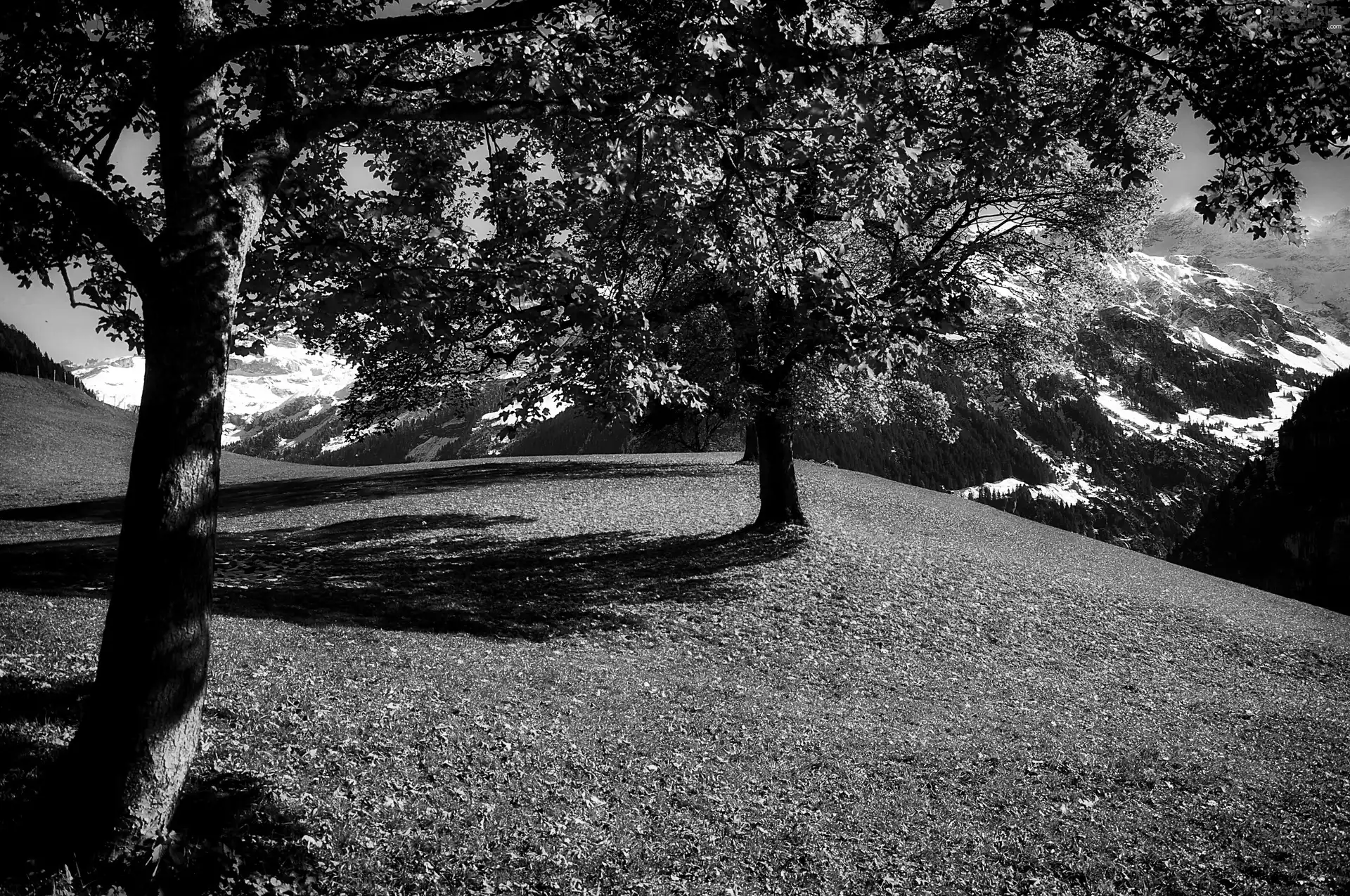 viewes, autumn, car in the meadow, trees, Mountains