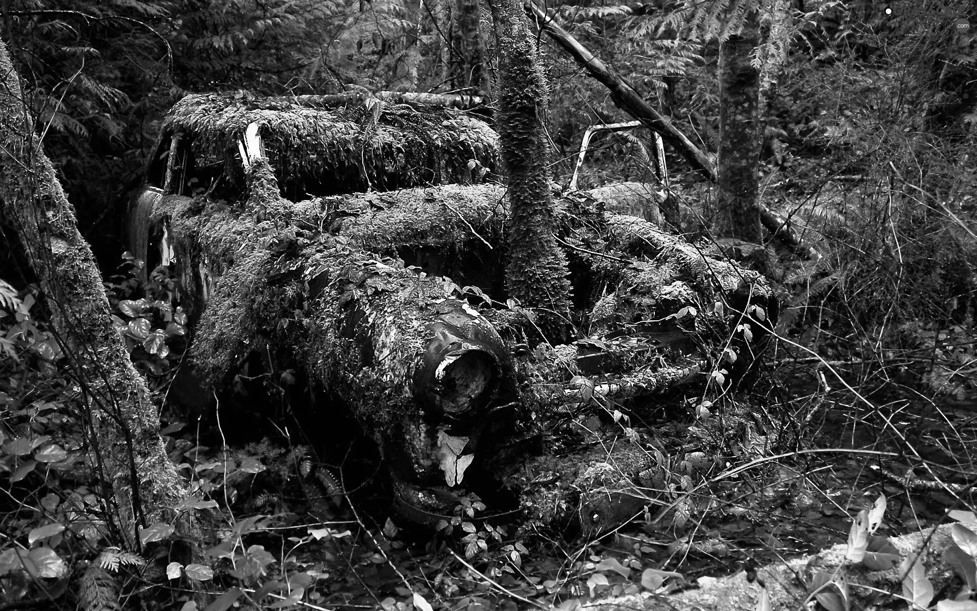 Plants, antique, viewes, Automobile, forest, trees, Moss