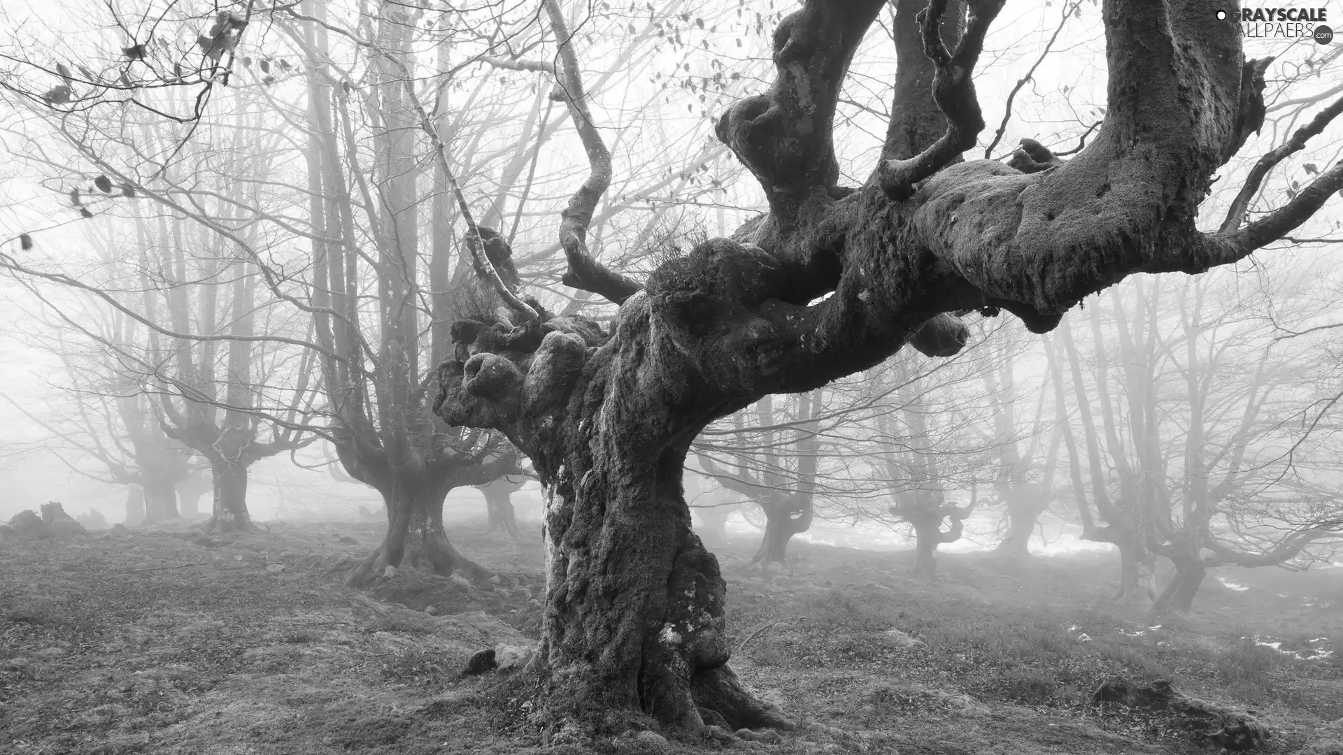 curves, Fog, Leaf, old, autumn, trees, Moss