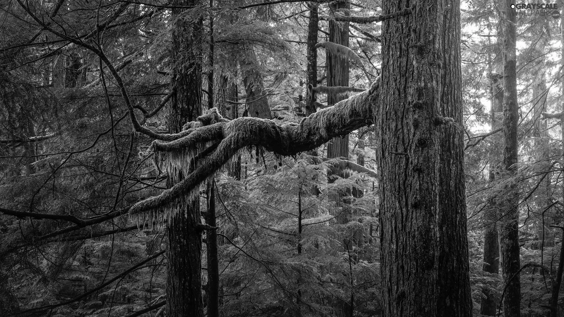 trees, forest, mossy