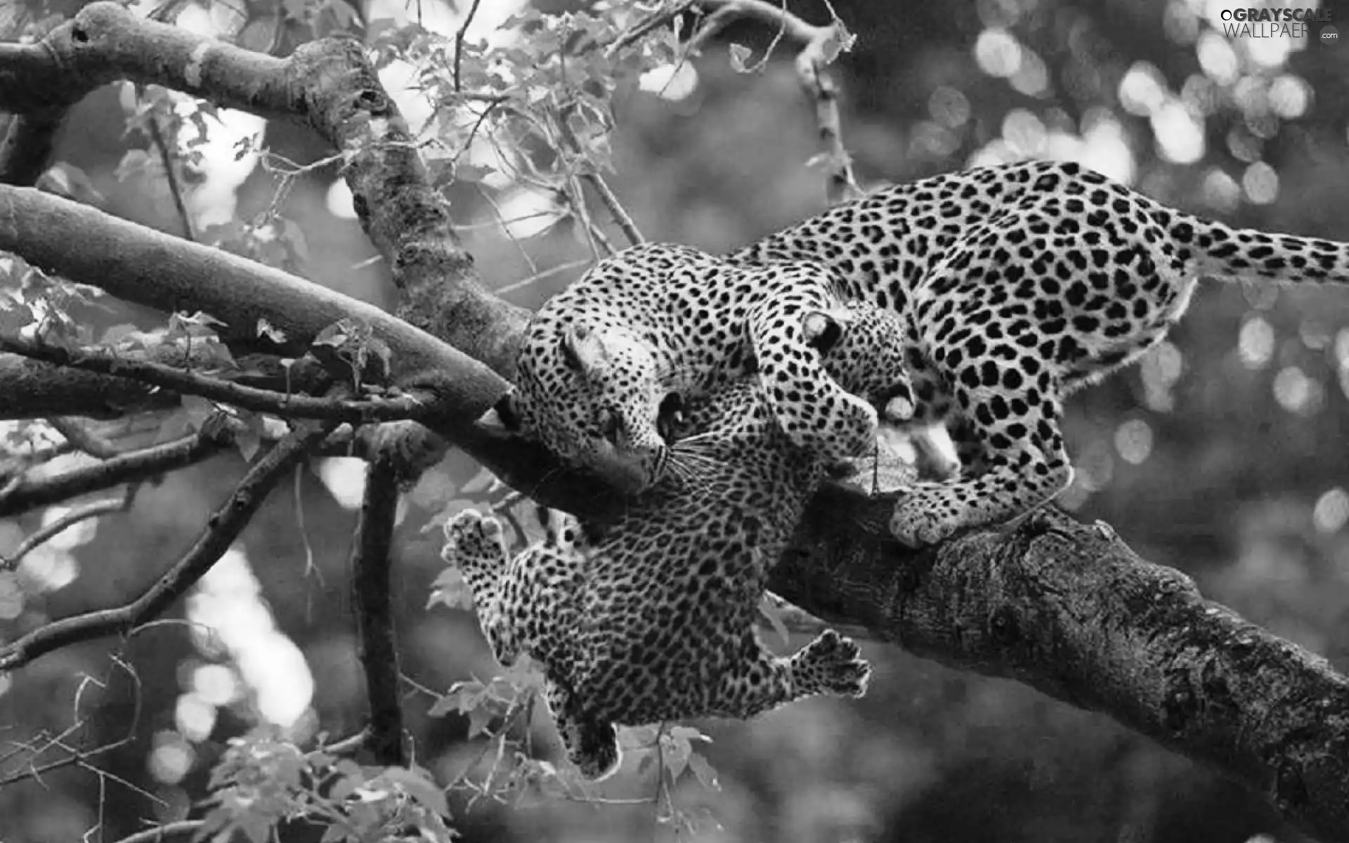 mother, Leopard, trees, small