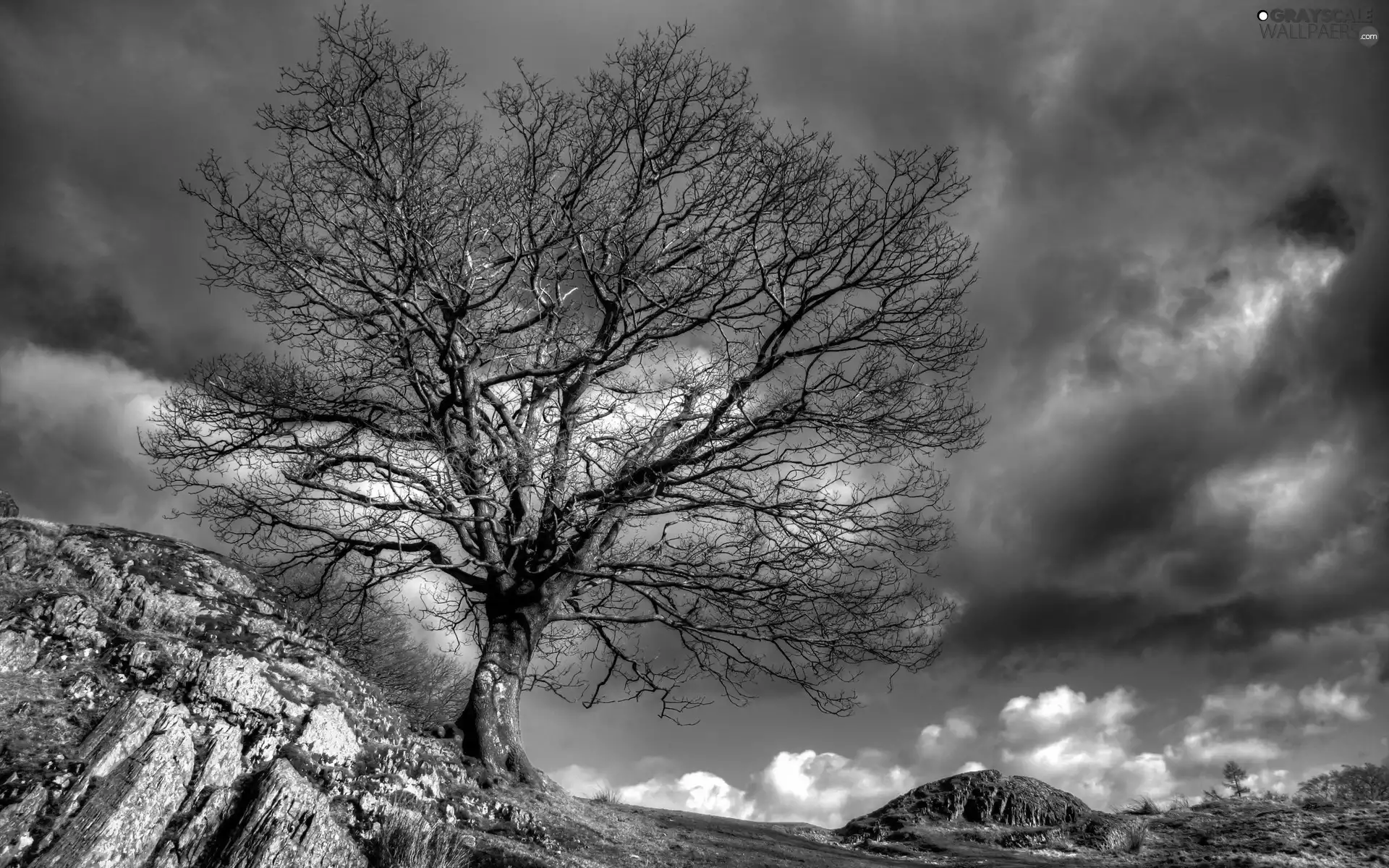 trees, clouds, Mountains