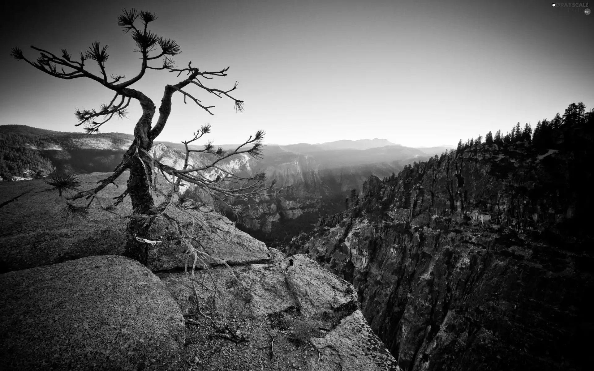 trees, forest, Mountains