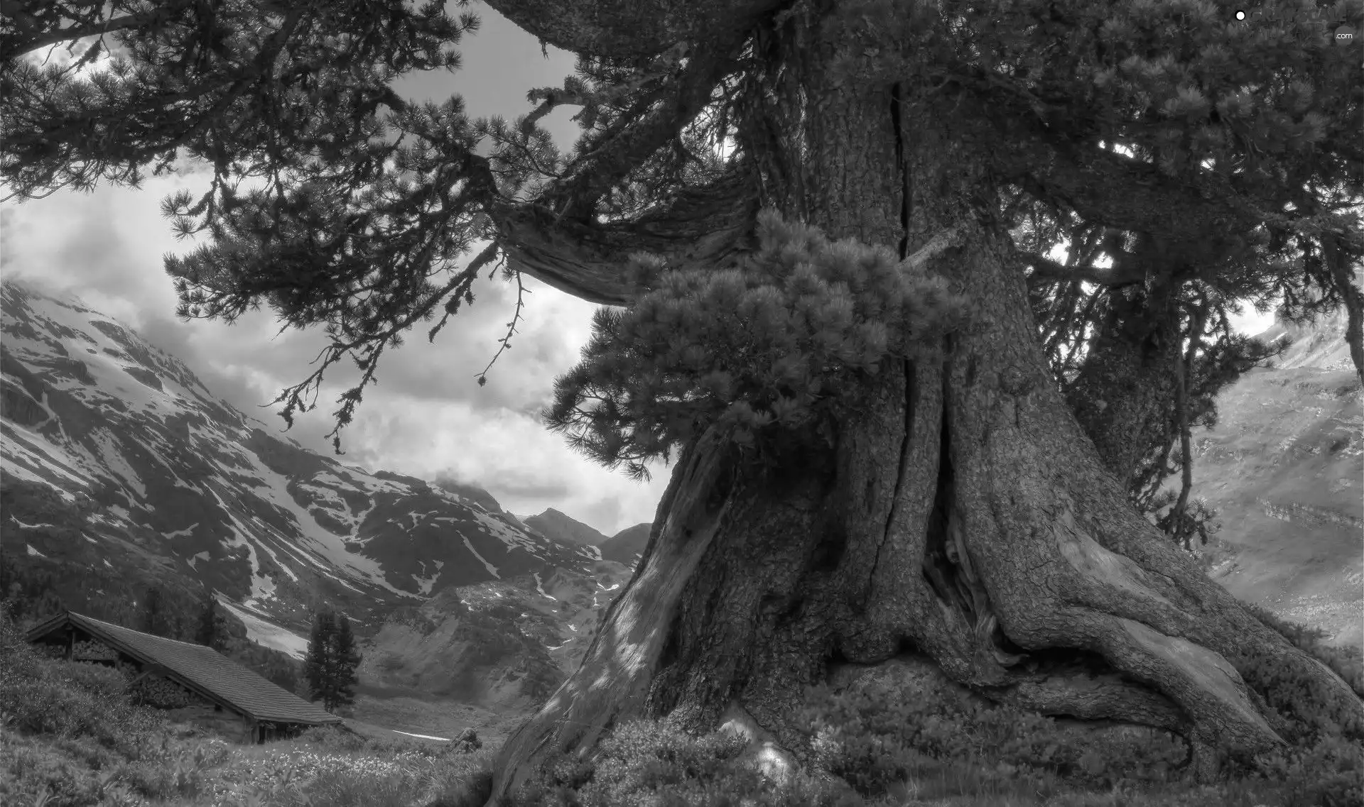 Mountains, trees