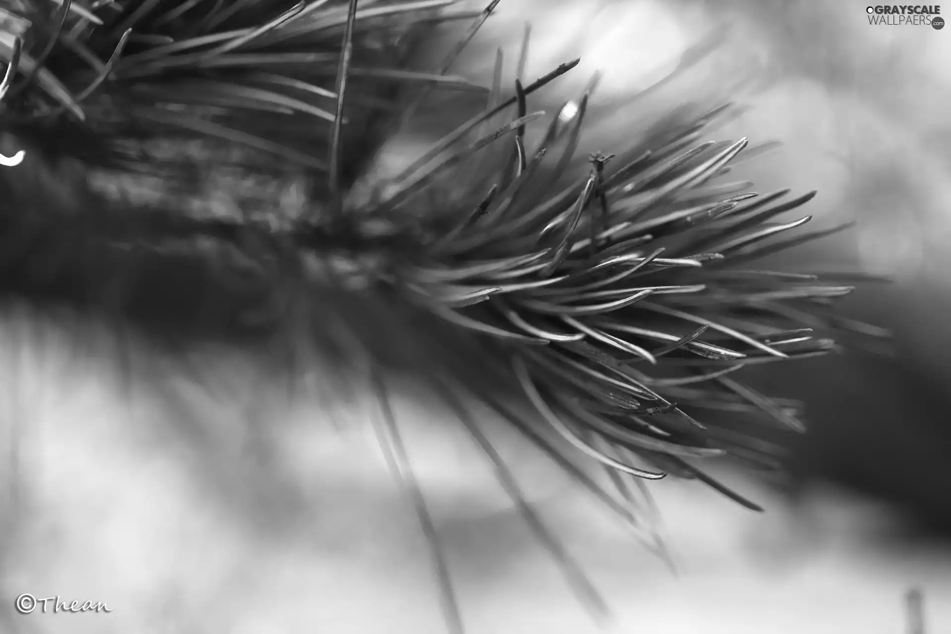 trees, pine, needle