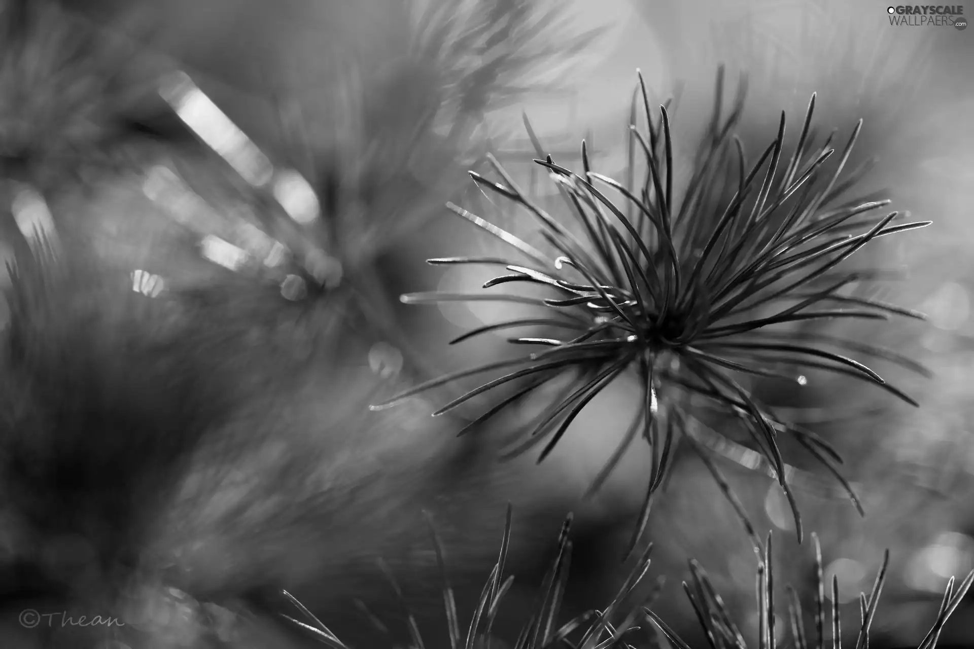 trees, pine, needle