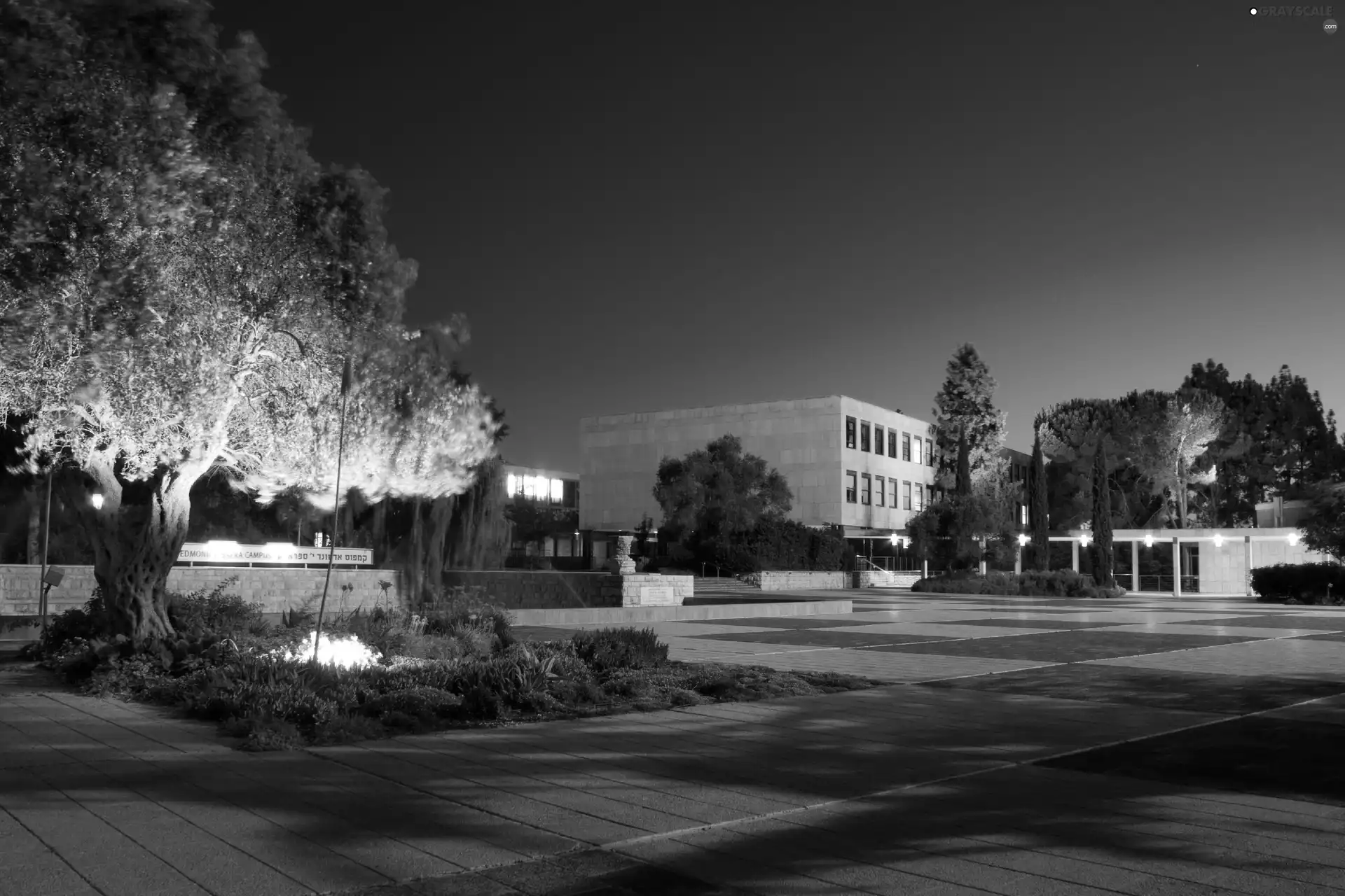 trees, Night, Jerusalem, highlighted, university