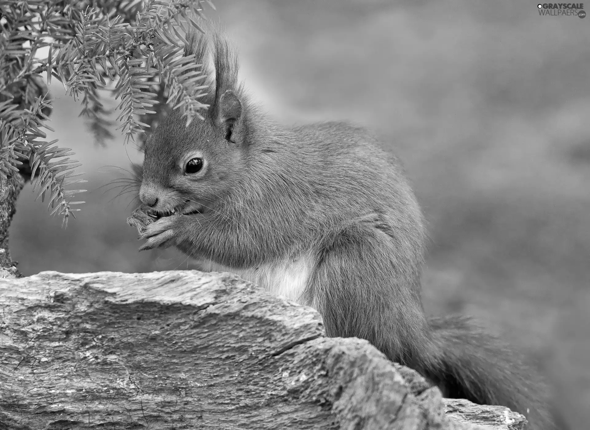 trees, squirrel, nut