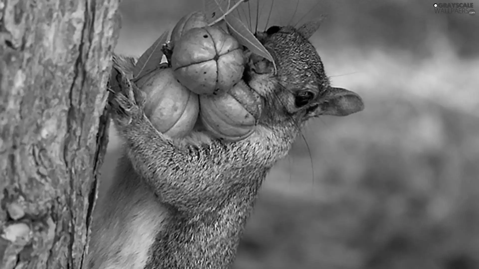 trees, squirrel, nuts