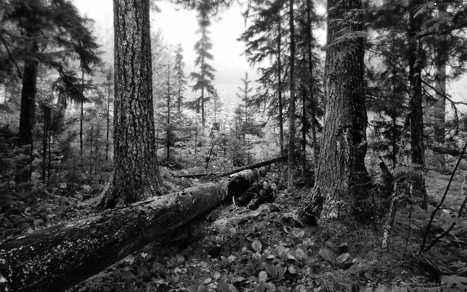 trees, forest, overturned