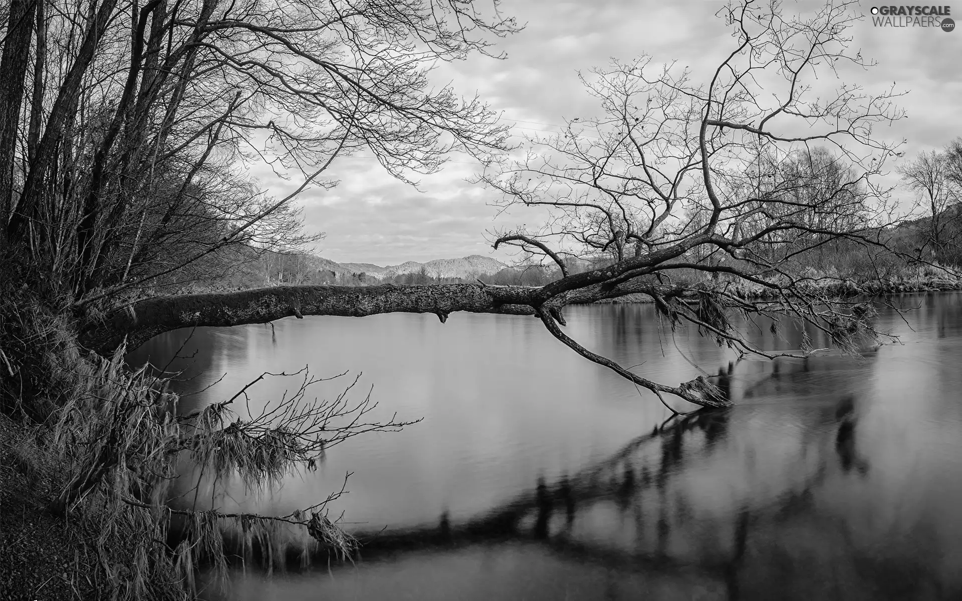 trees, lake, overturned