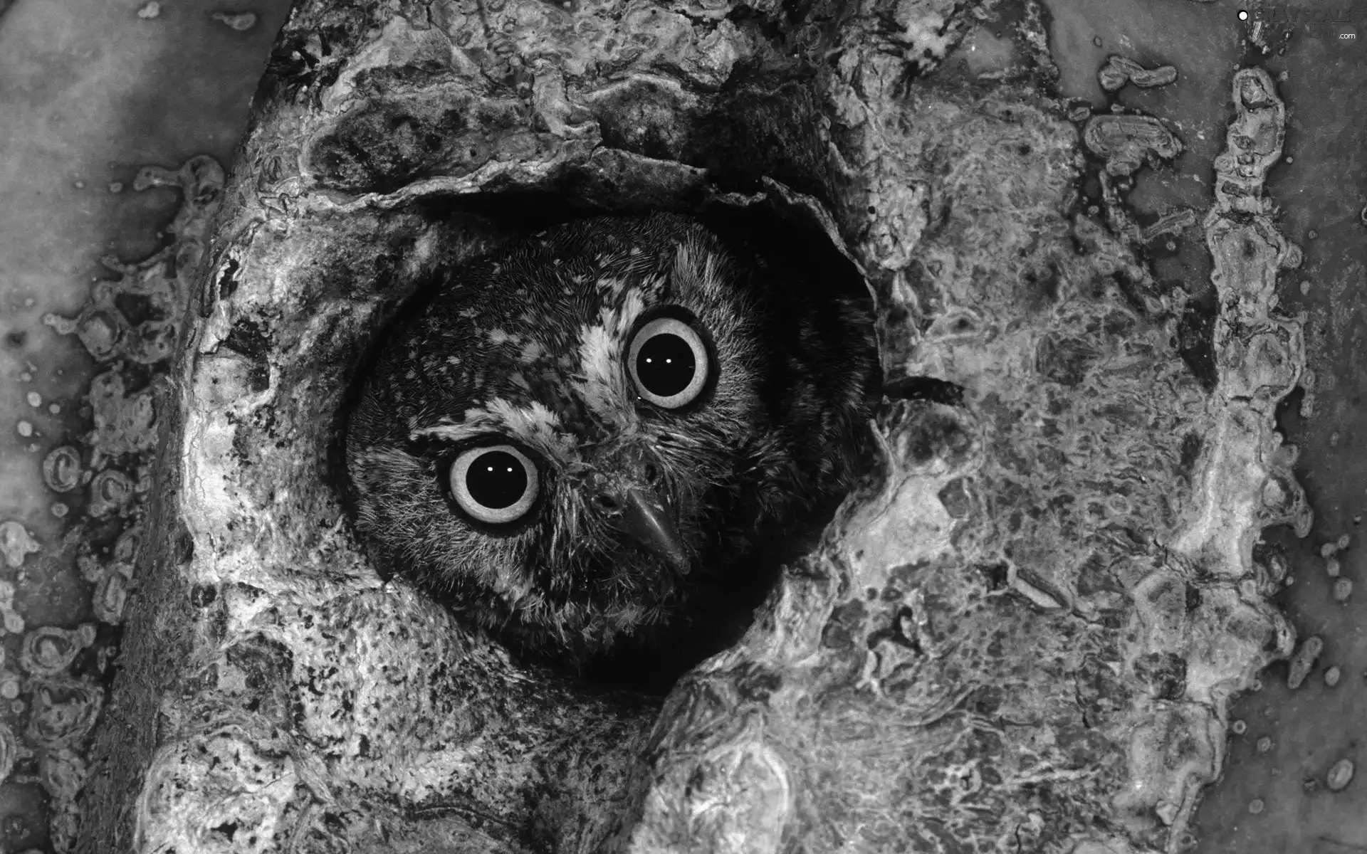 owl, hollow, trees, ##