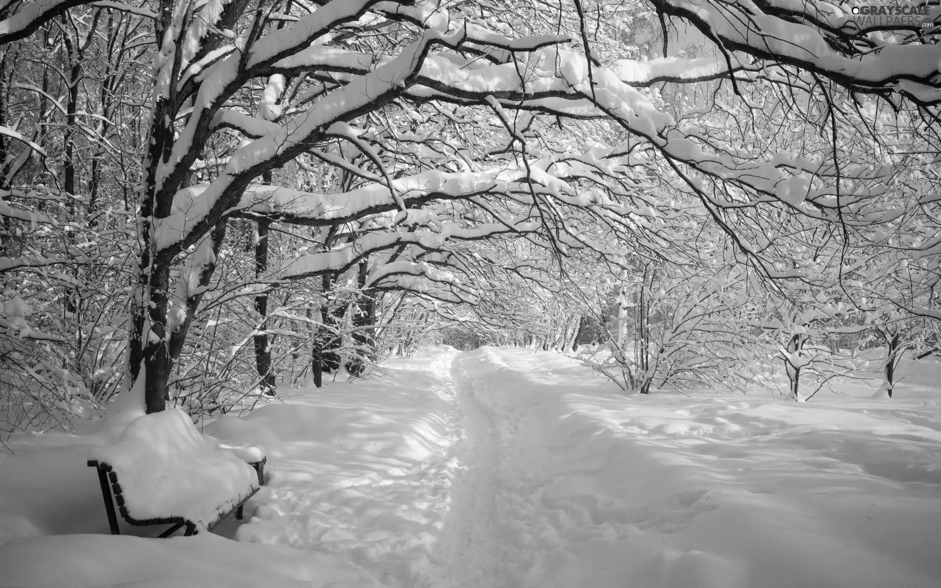 trees, viewes, Bench, branch pics, alley, Park, winter, snow