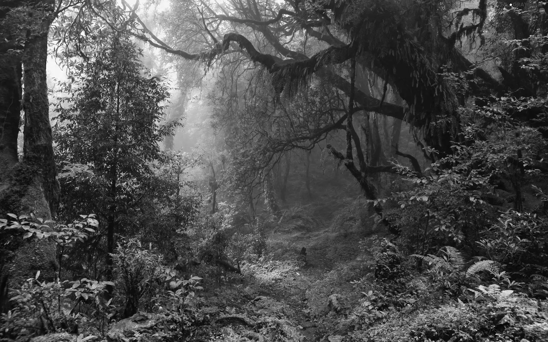 Path, trees, Spring, viewes, fern, forest, magic, Bush