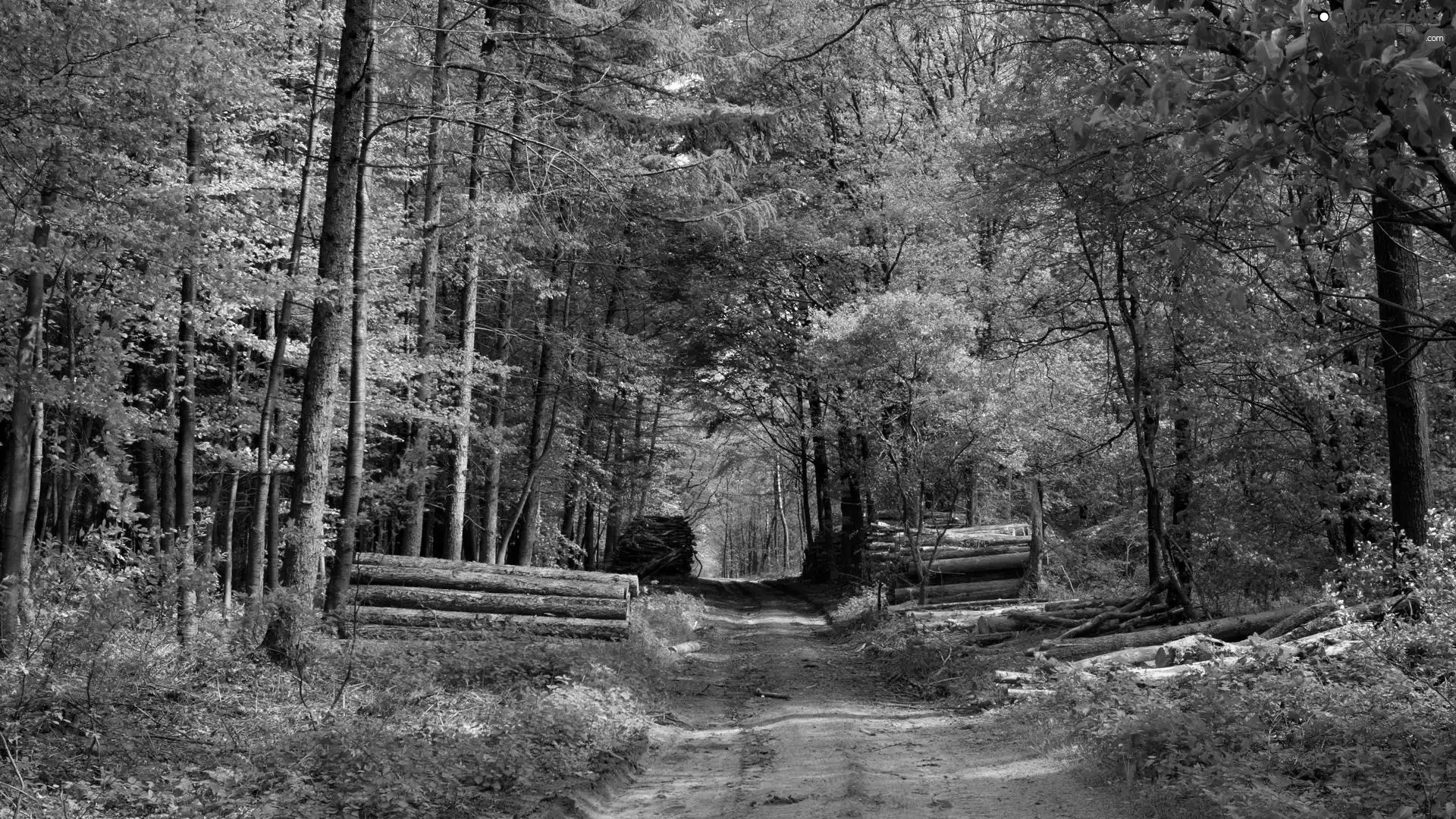 trees, Path, forest, Logs, Green