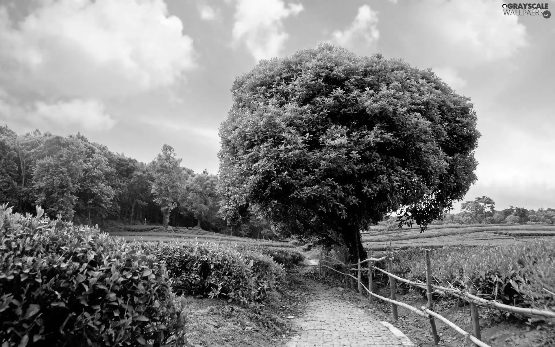 Path, trees
