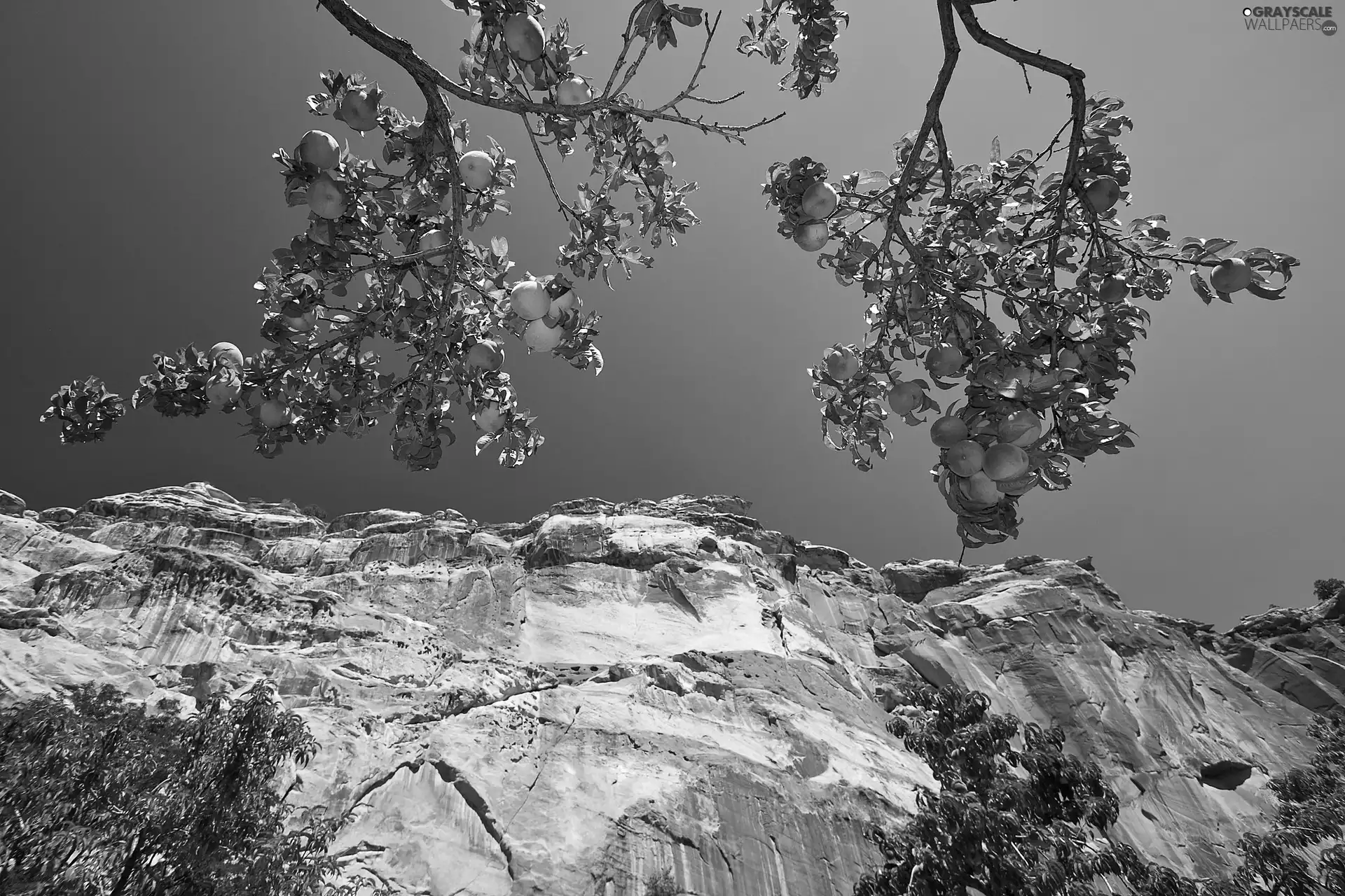 trees, rocks, peach