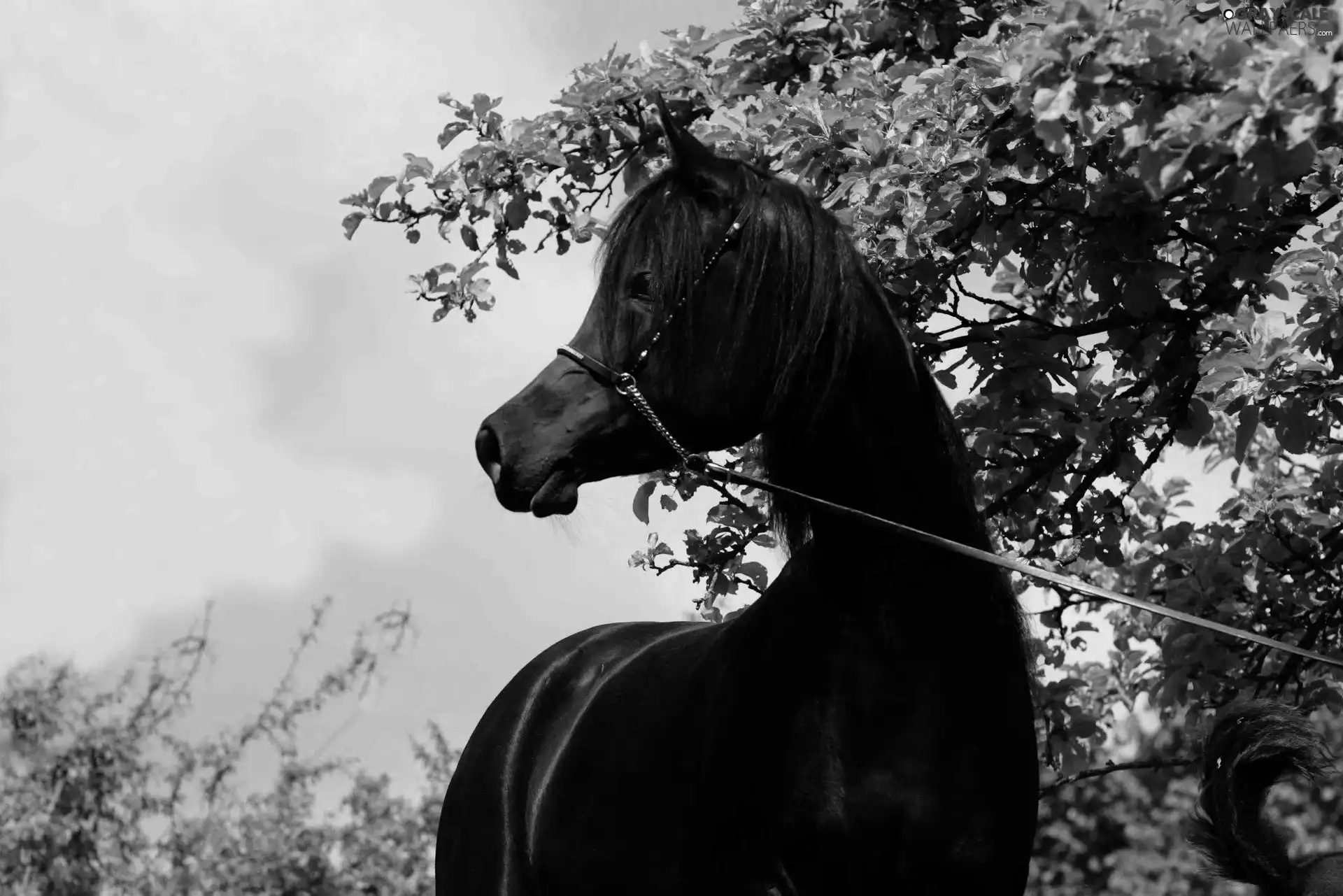 Penalties, gear, trees, Horse