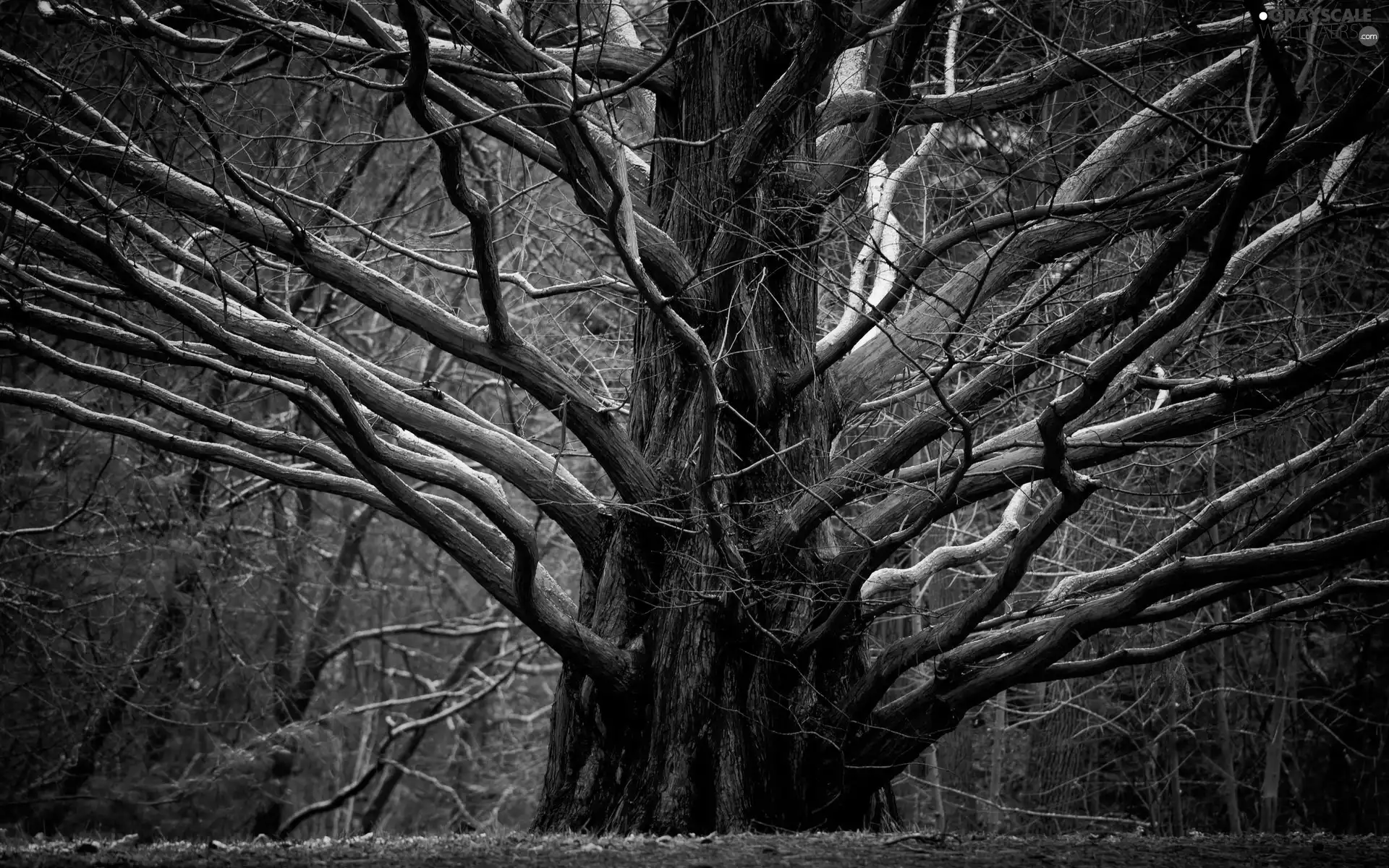 branch pics, Huge, trees