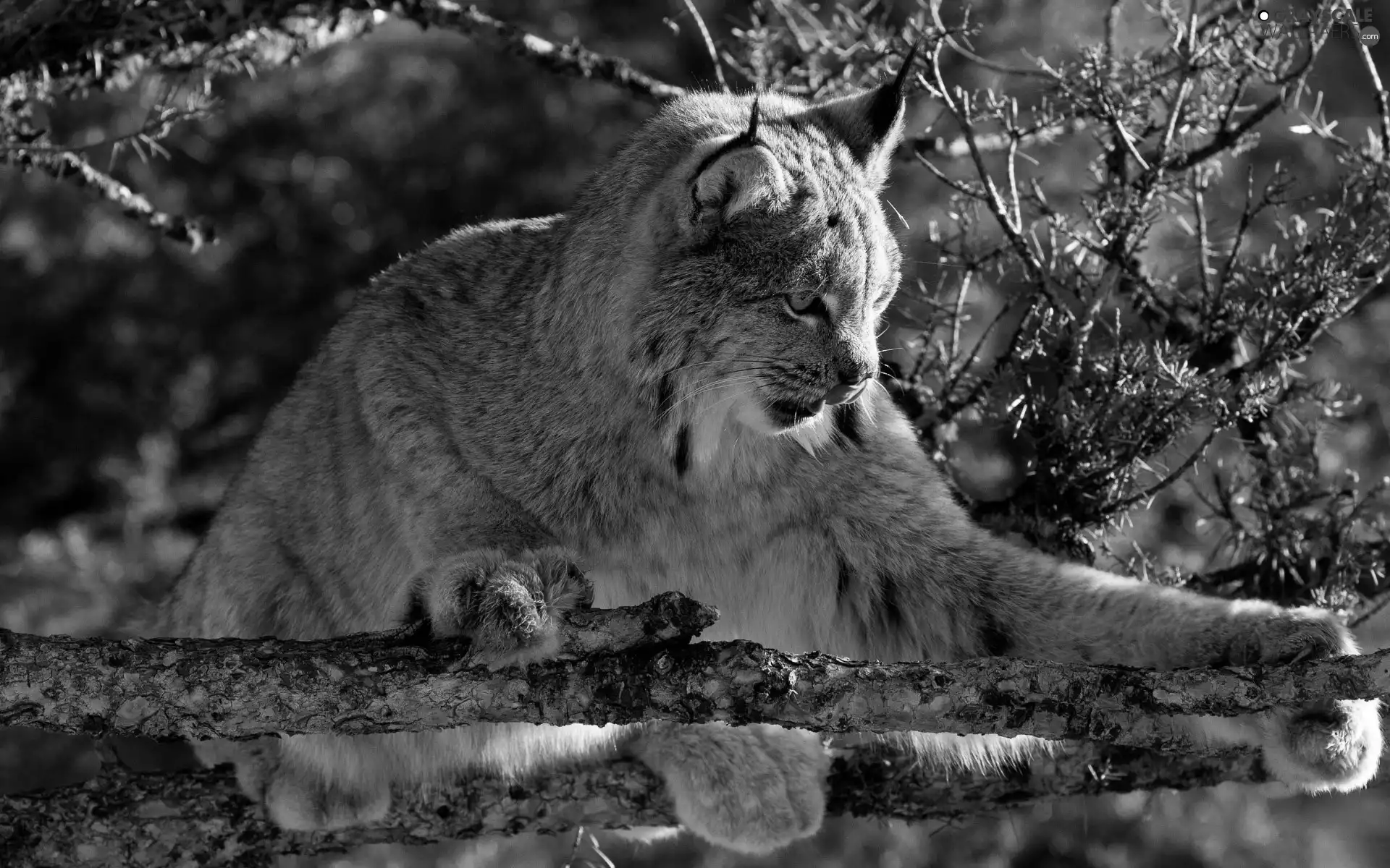 branch pics, Lynx, trees