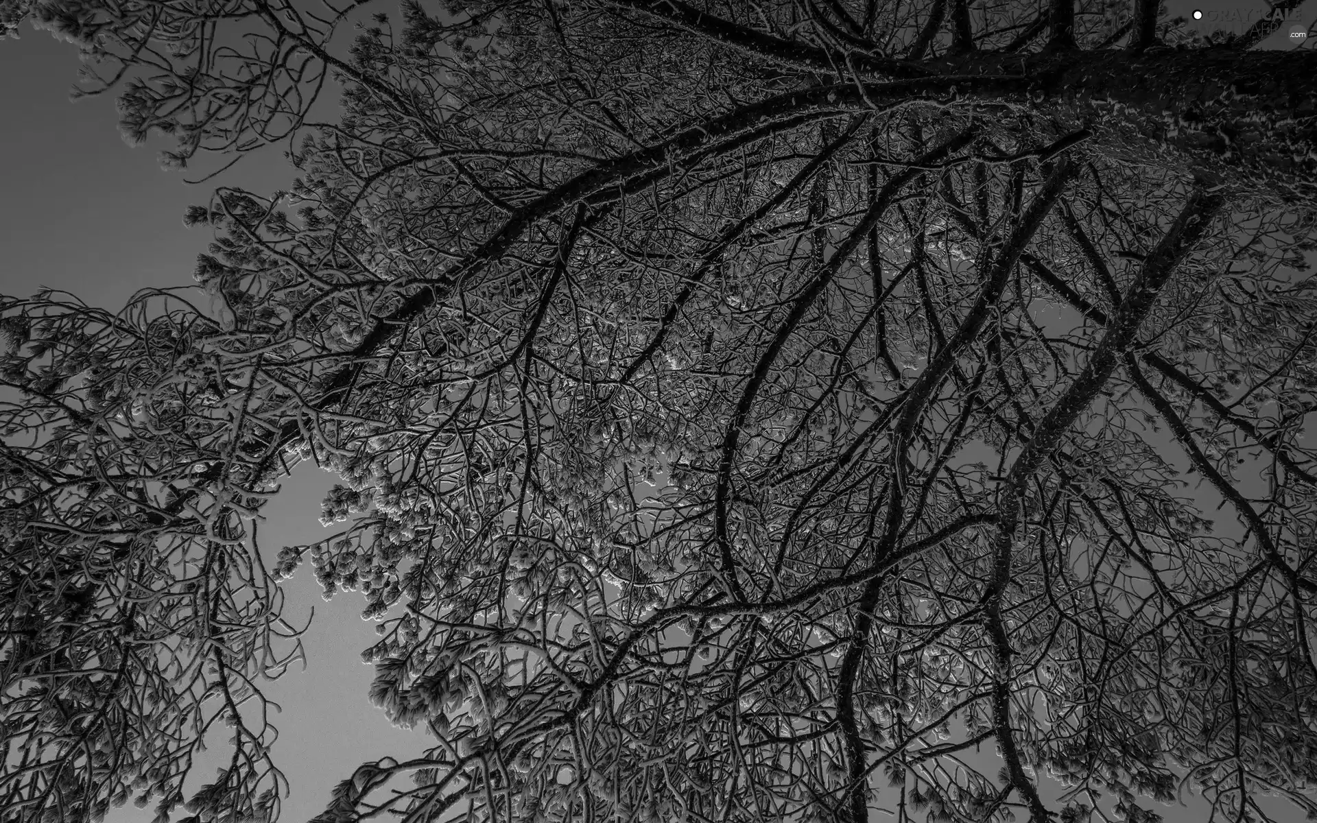 branch pics, Sky, trees