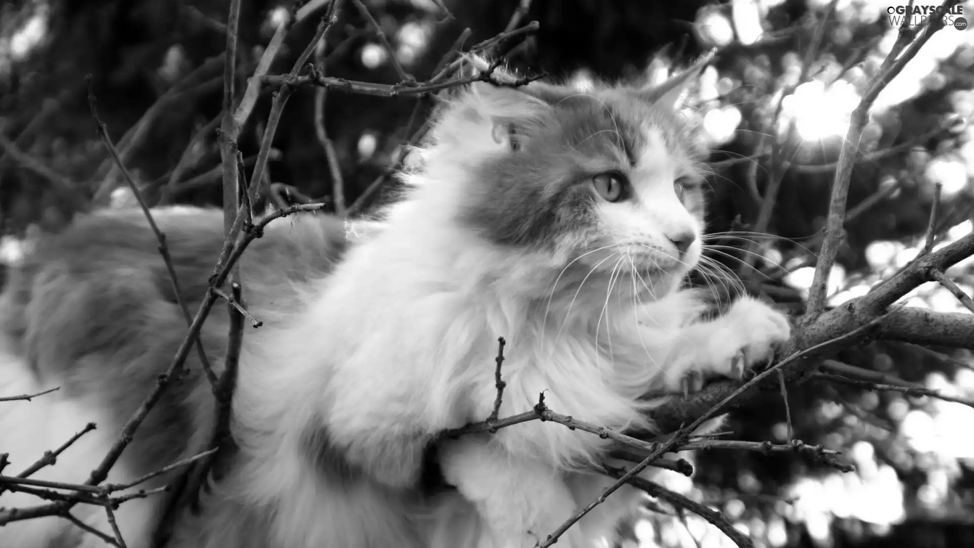 trees, branch pics, White, cat, russet