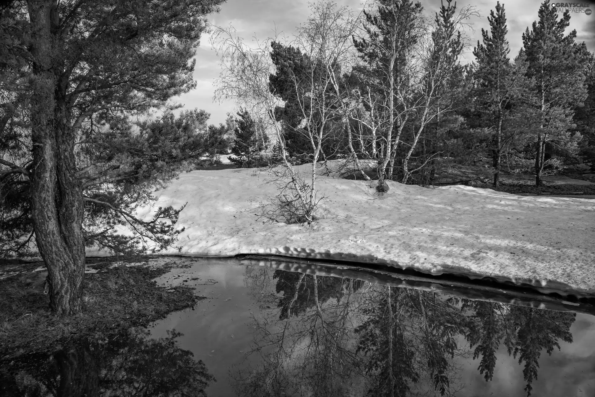 viewes, snow, pine, trees, River, birch, winter