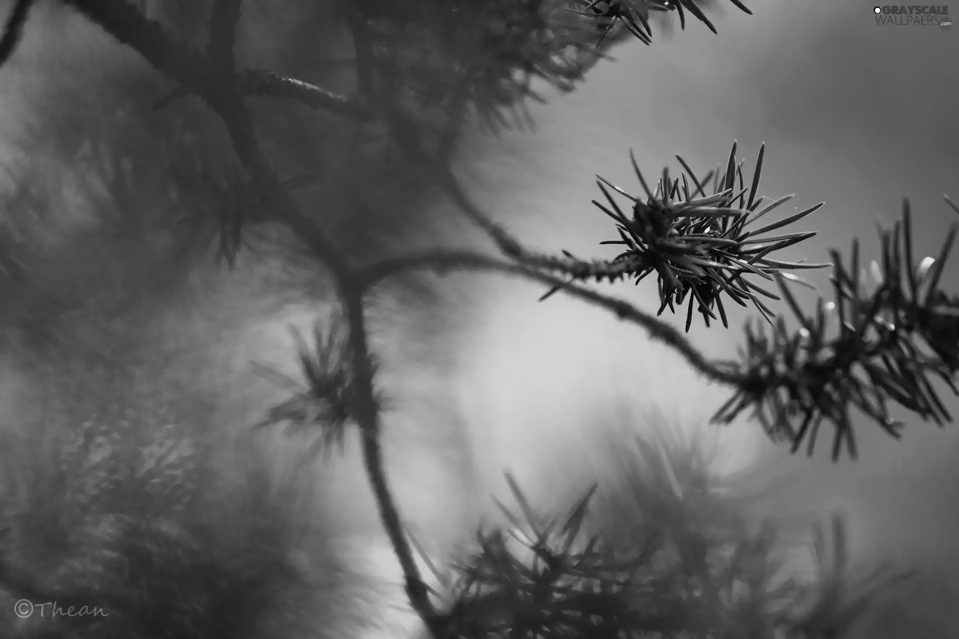 pine, twig, trees, needle