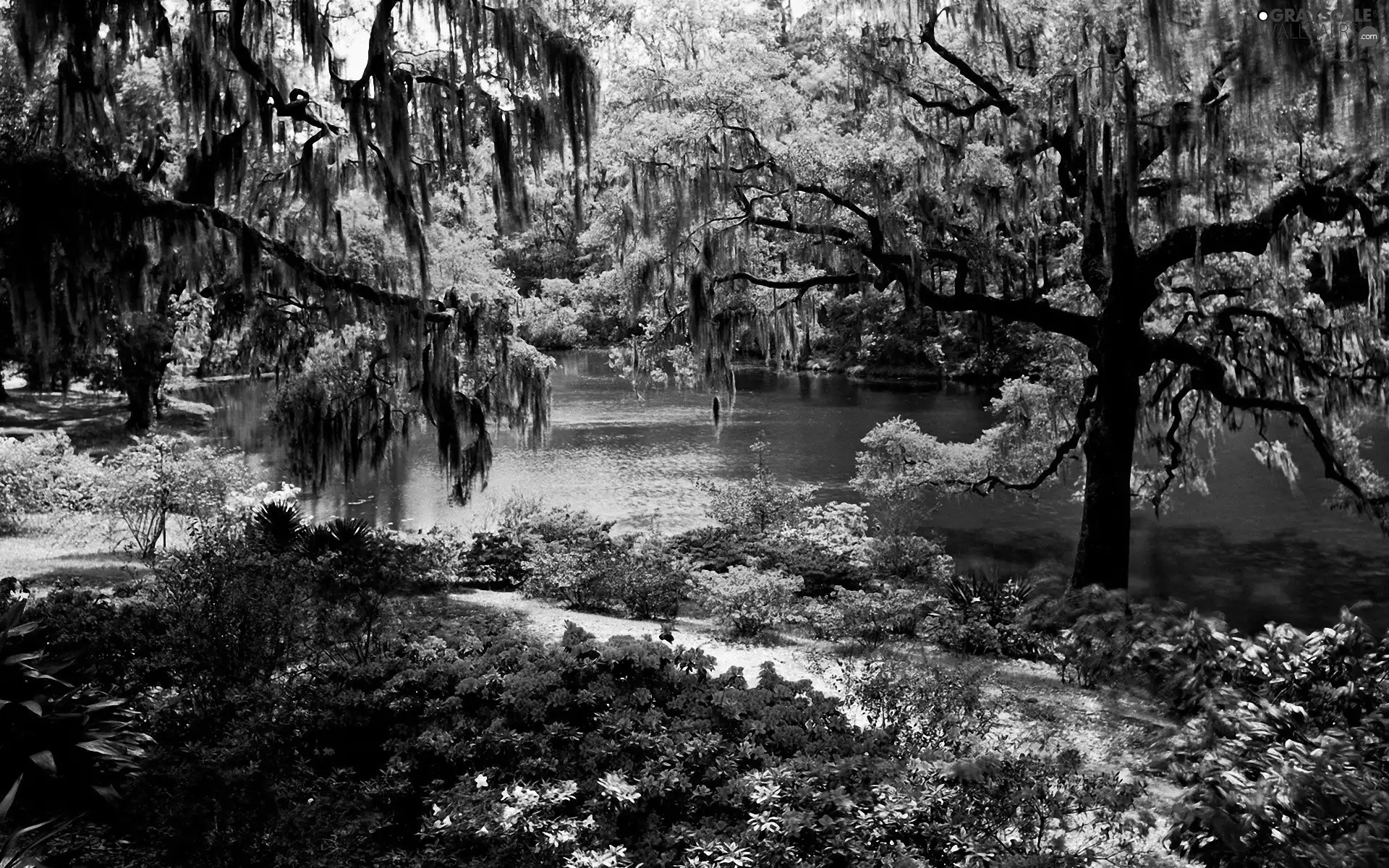 trees, viewes, Pond - car, Flowers, Park