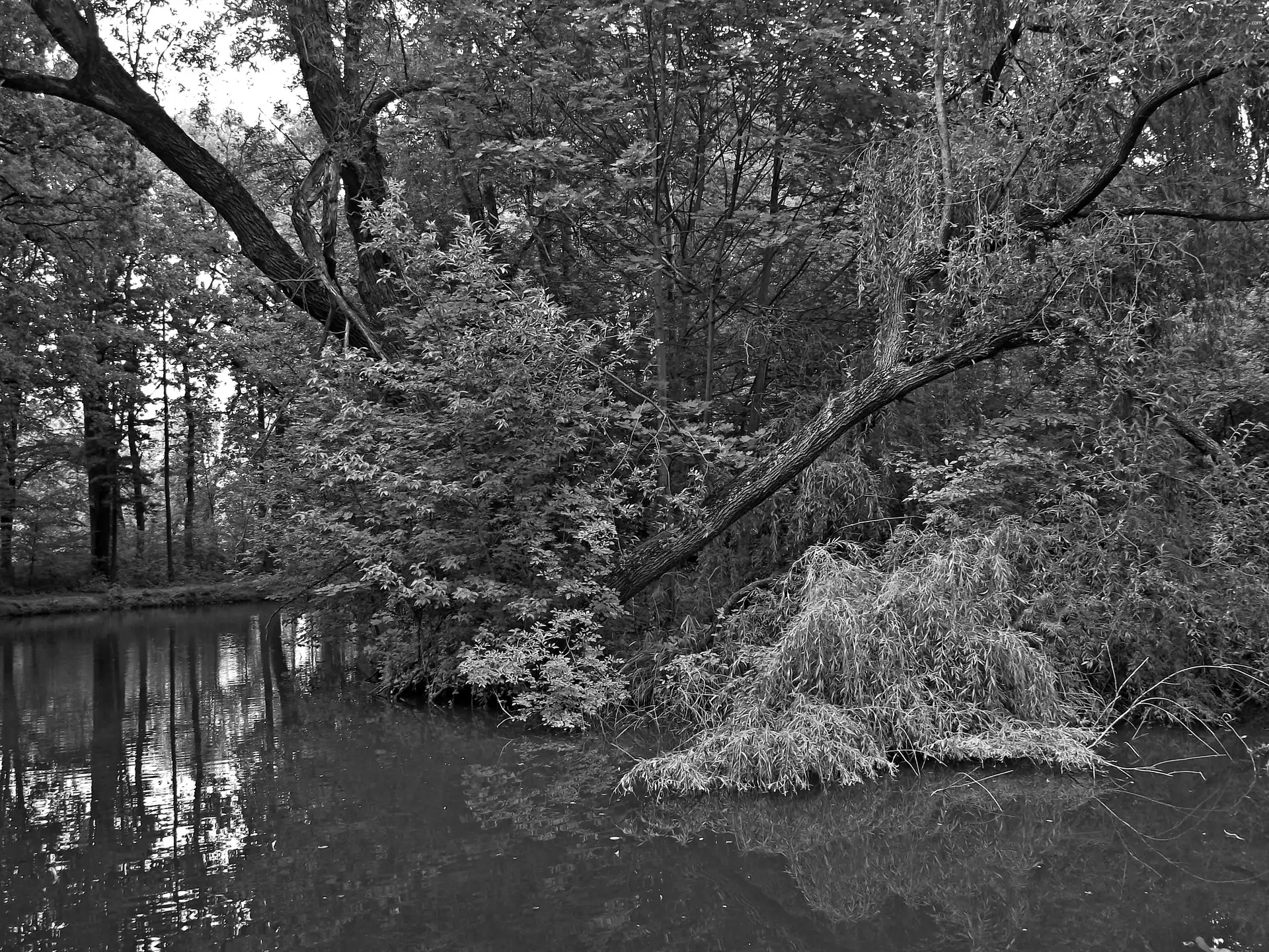 viewes, Pond - car, trees