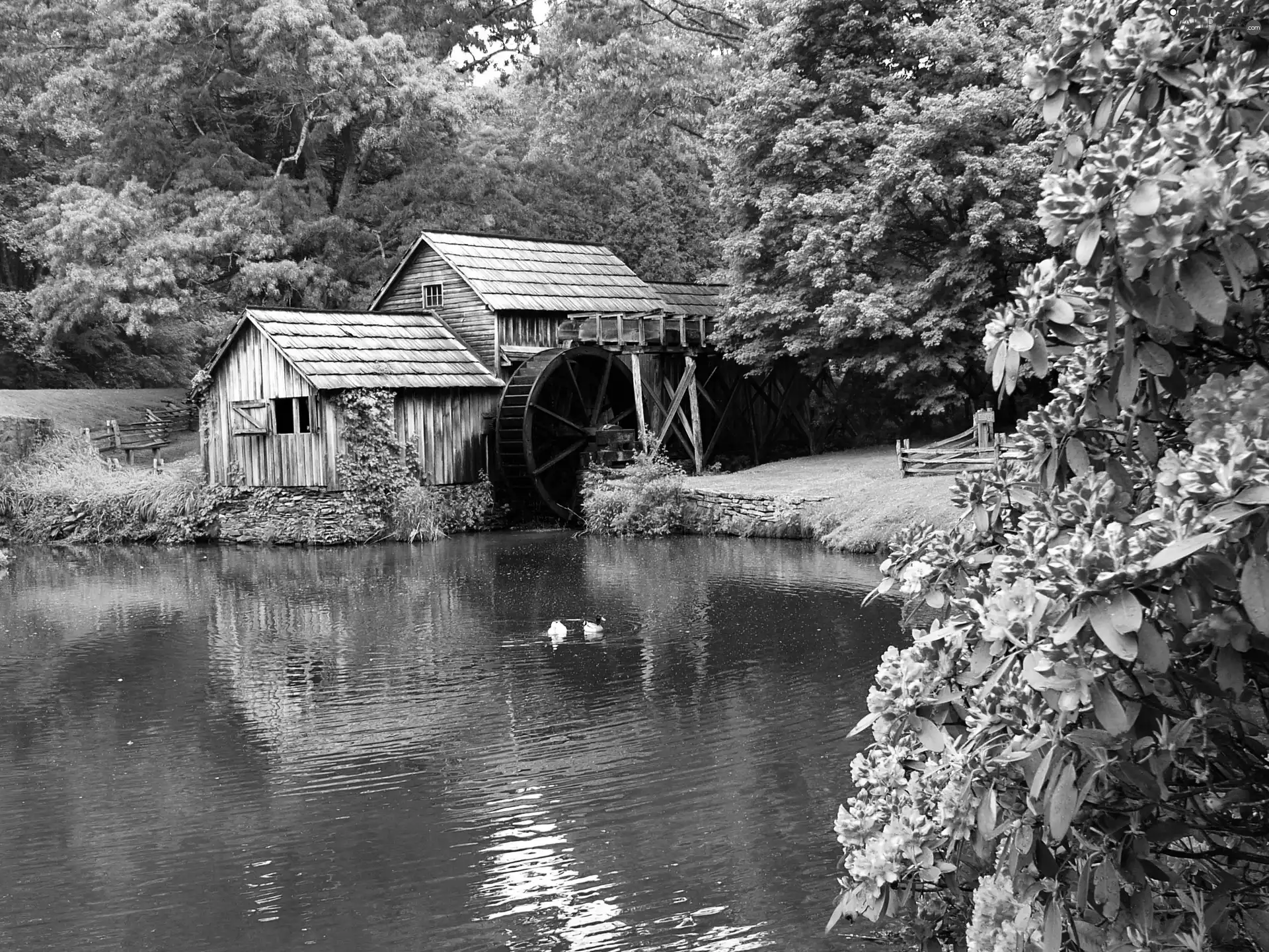 trees, viewes, Pond - car, Flowers, Windmill