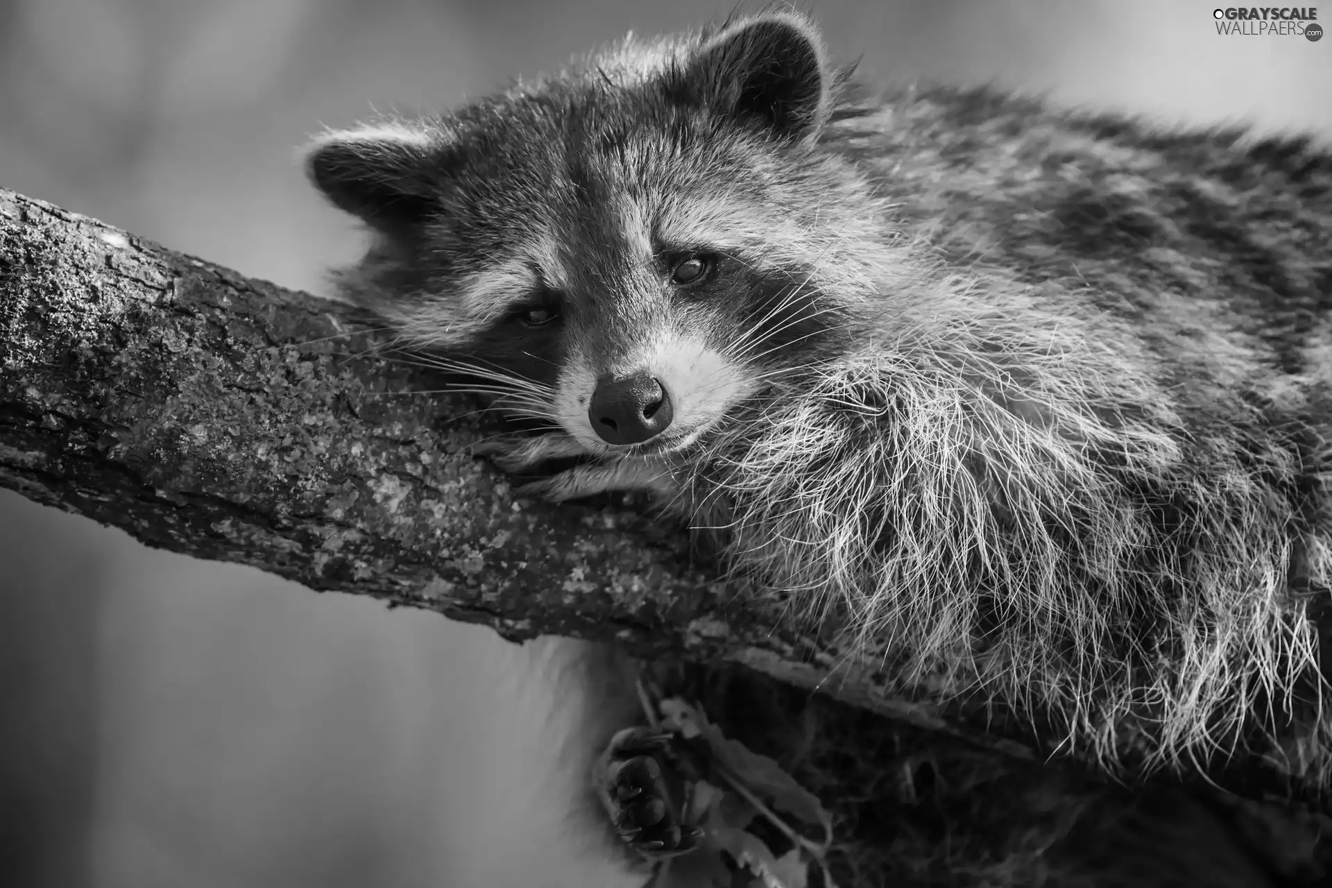 trees, raccoon, raccoon